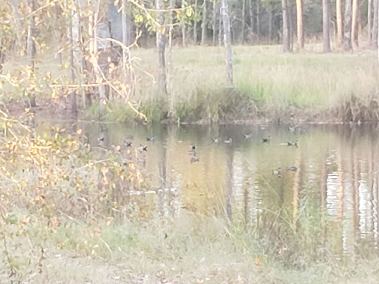 Caddo Springs Farm