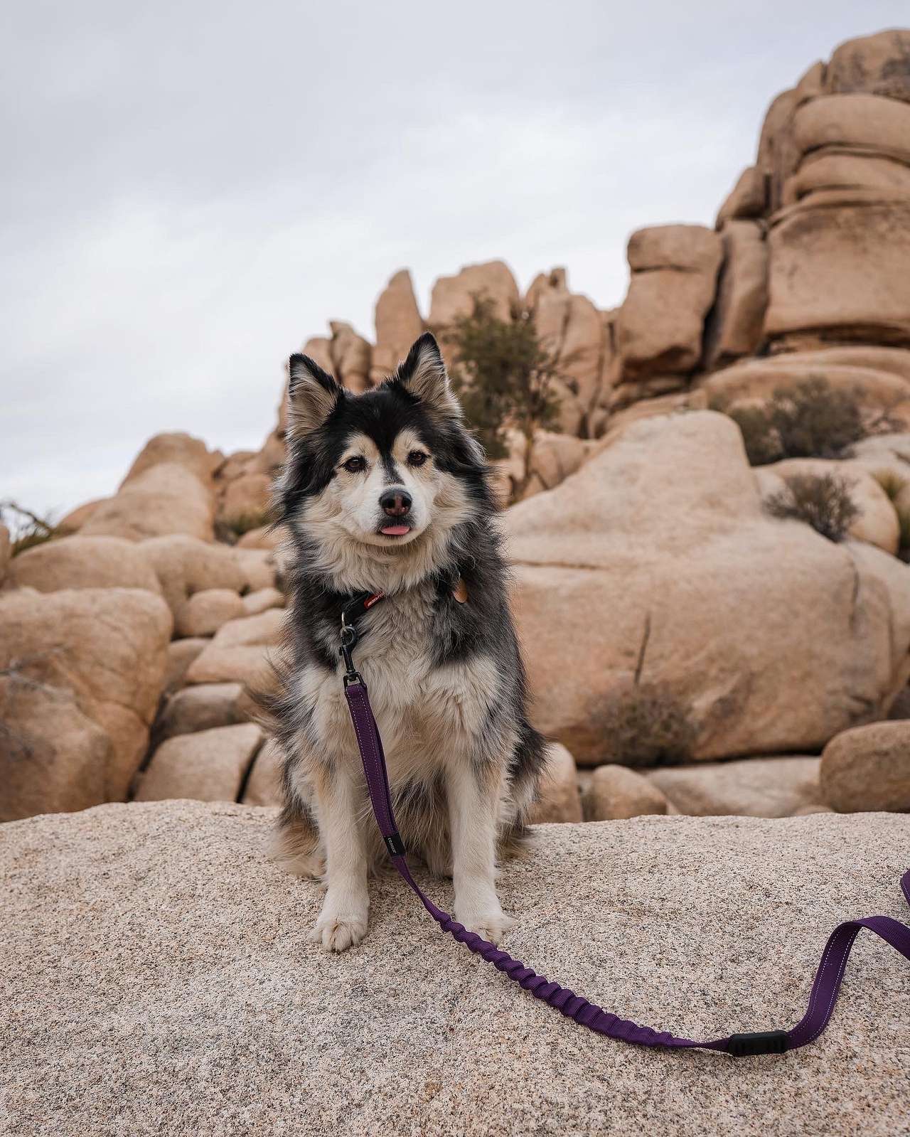 (In Joshua Tree NP)