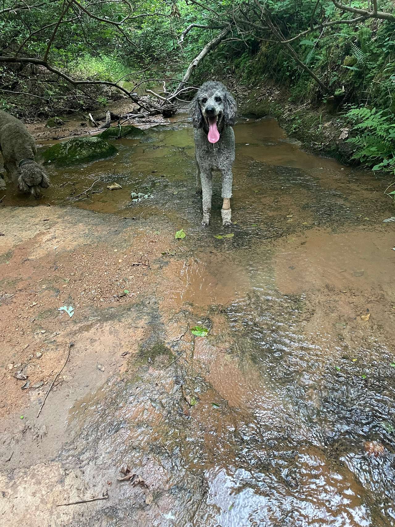 My dog Sam drinking spring fed creek water just a short hike from river.