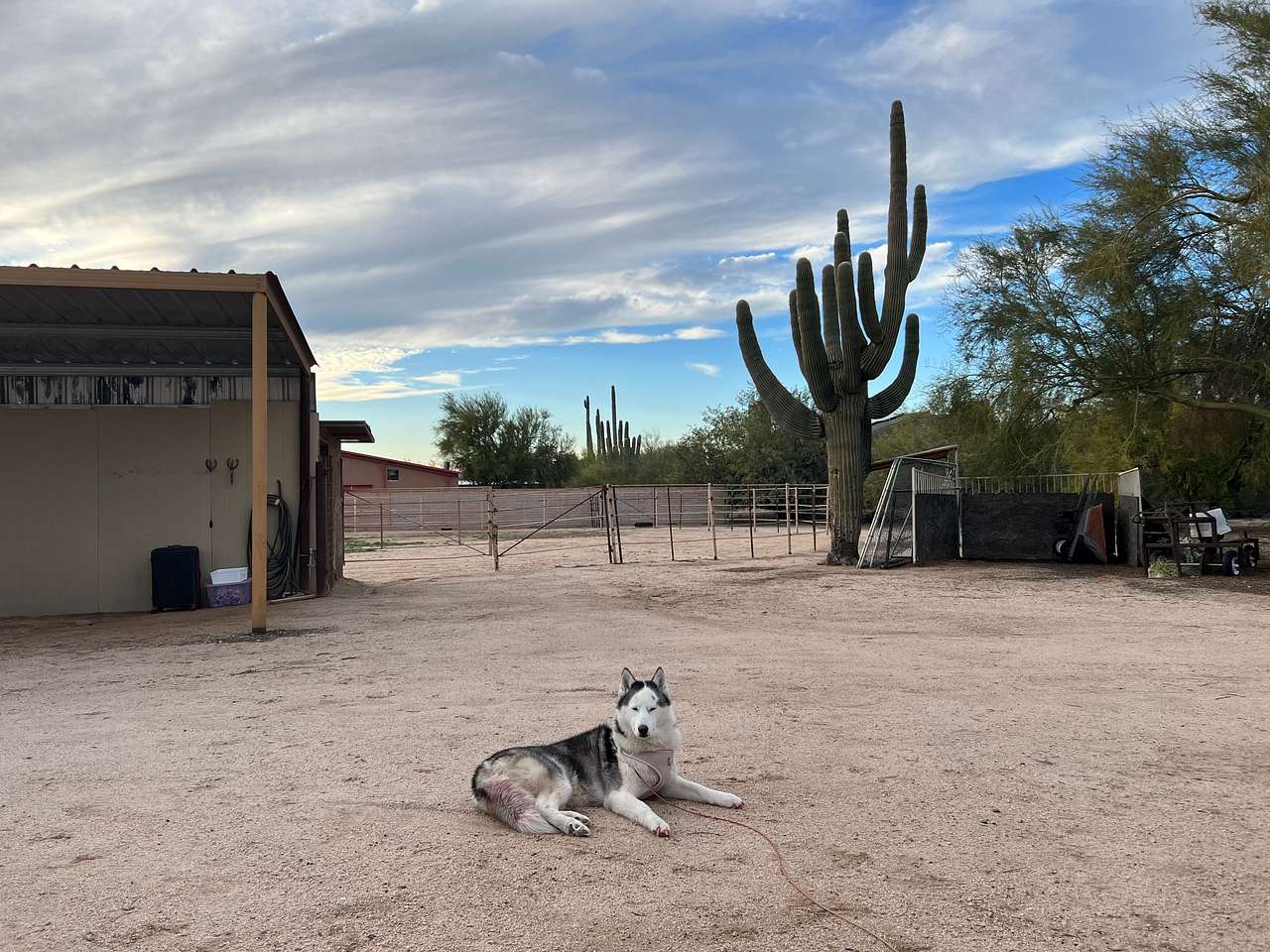 My dog relaxing 