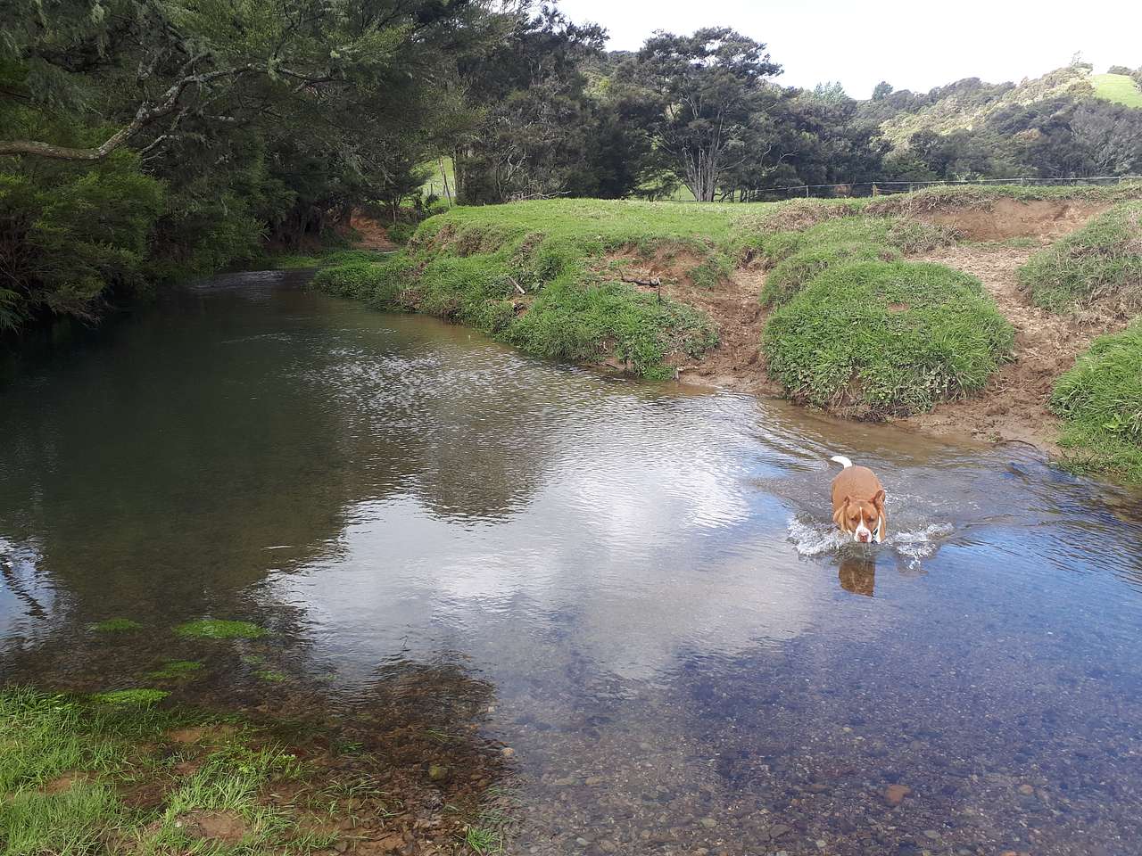 Wade in the clean fresh river or swim your dog