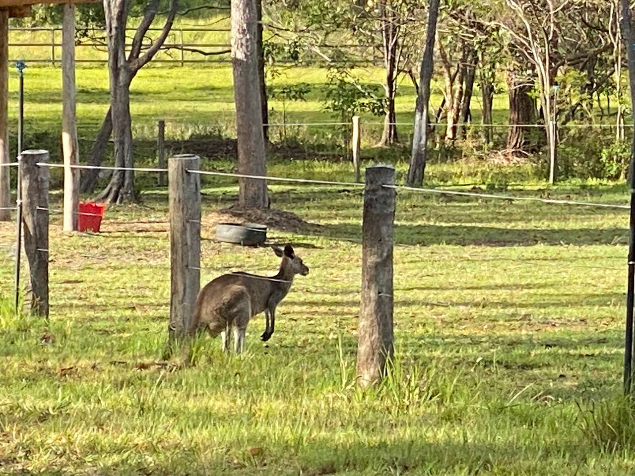 Amaroo Acres