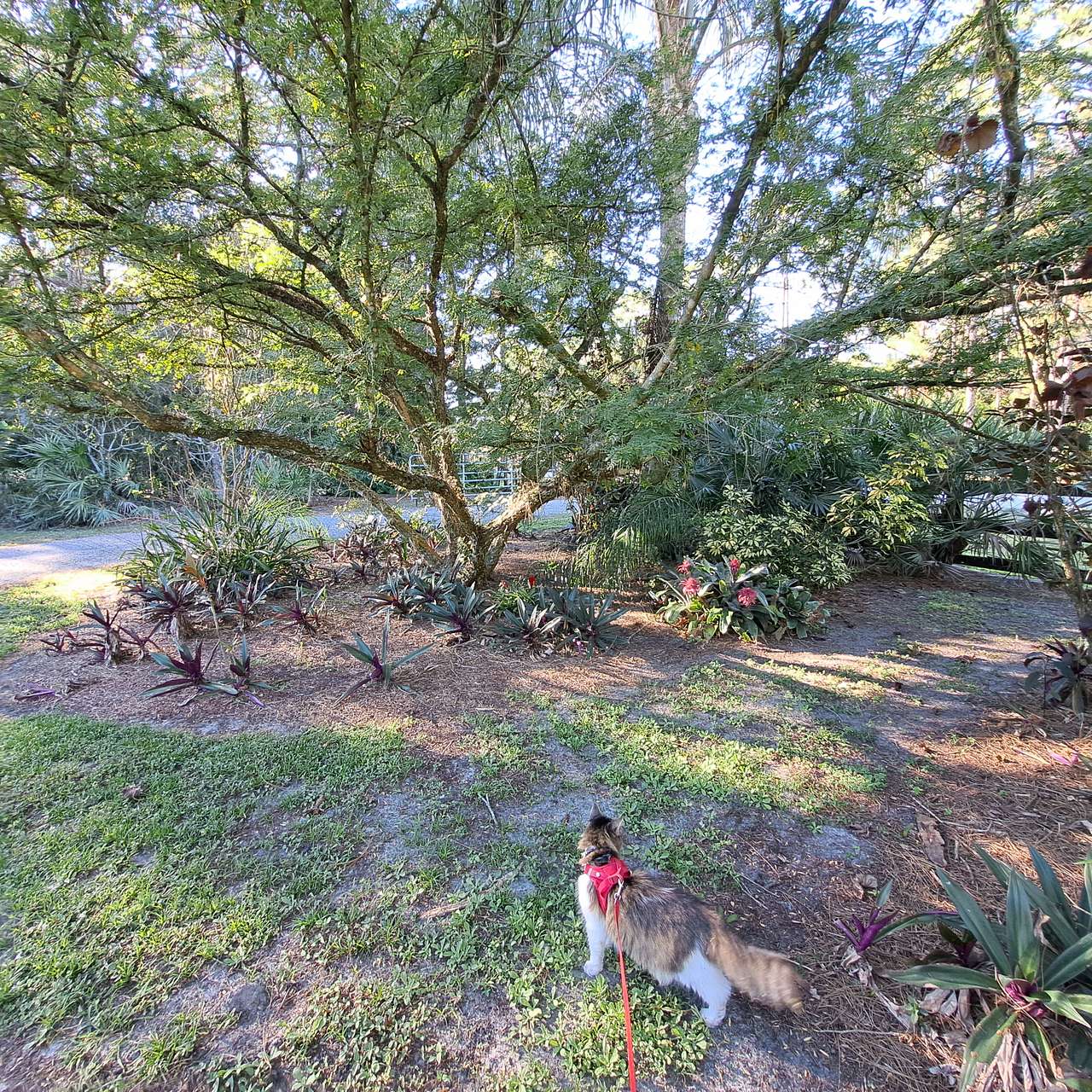 Flying Frog Ranch