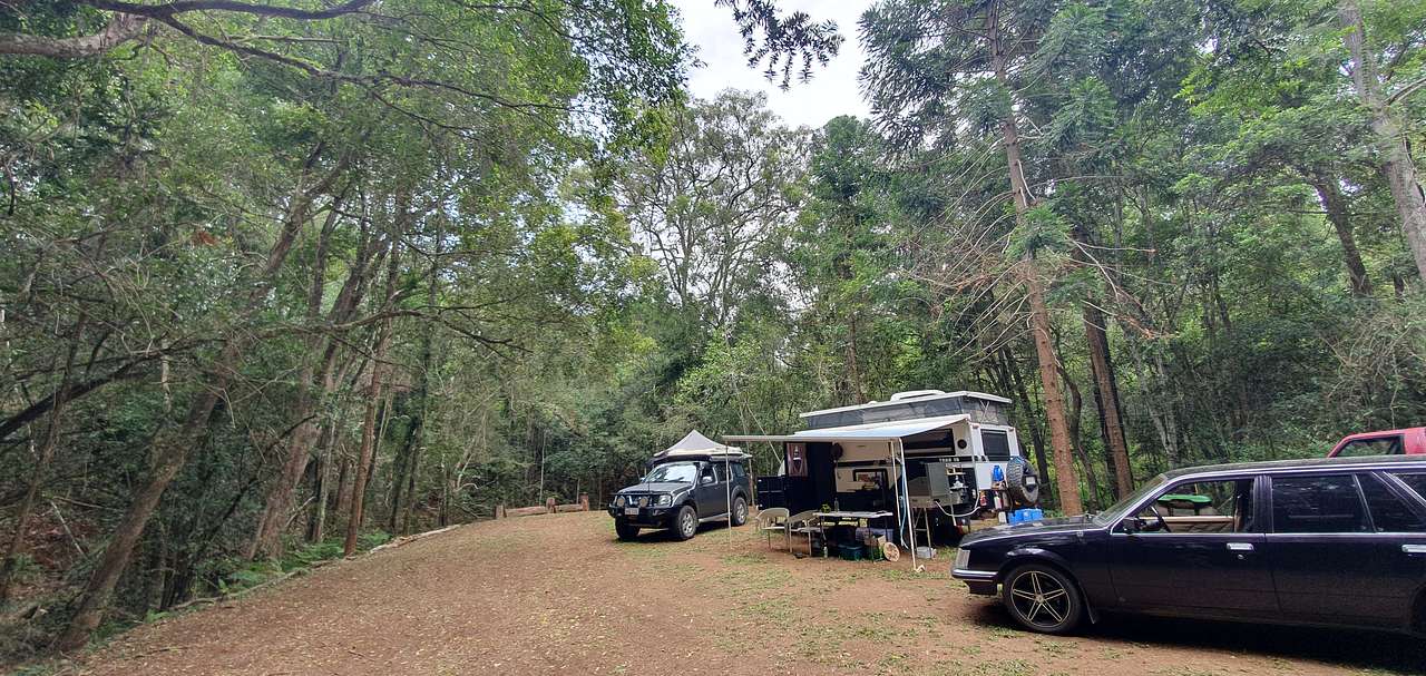 Bunya Grove