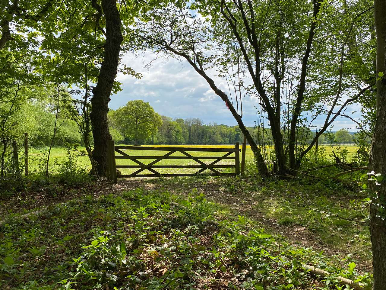 view toward the meadow