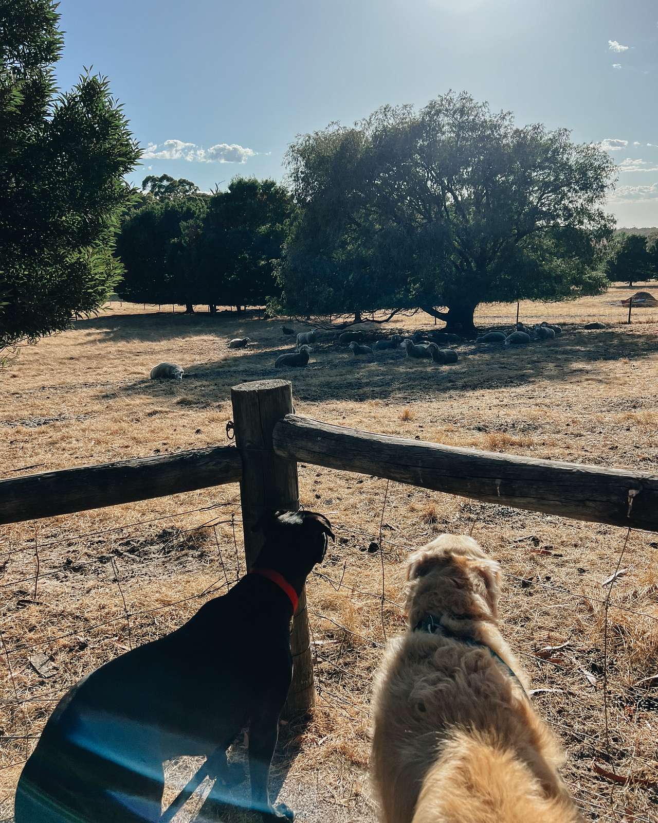 Our dog enjoying the view