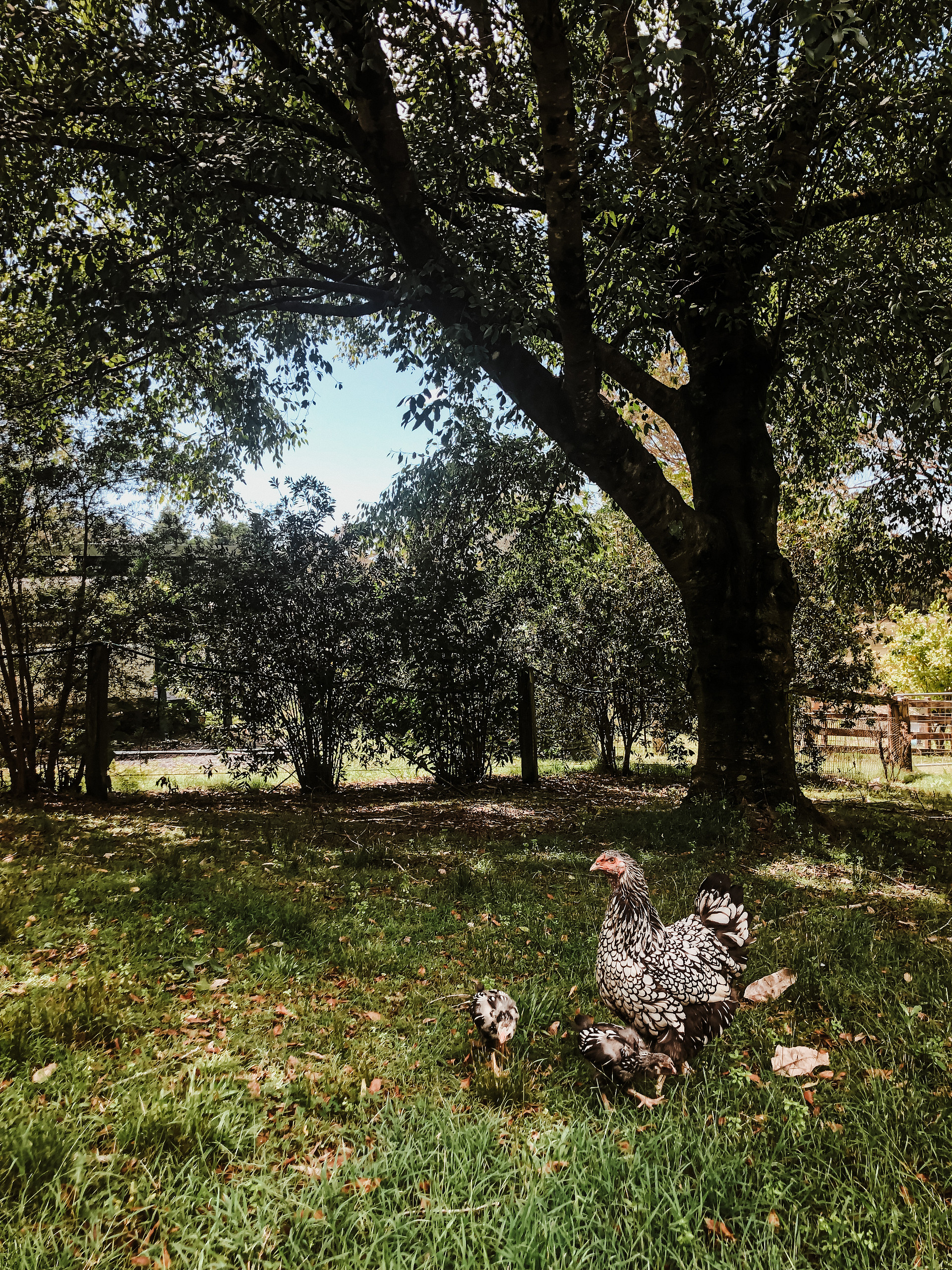 Edendale Farm- 4mins from beach