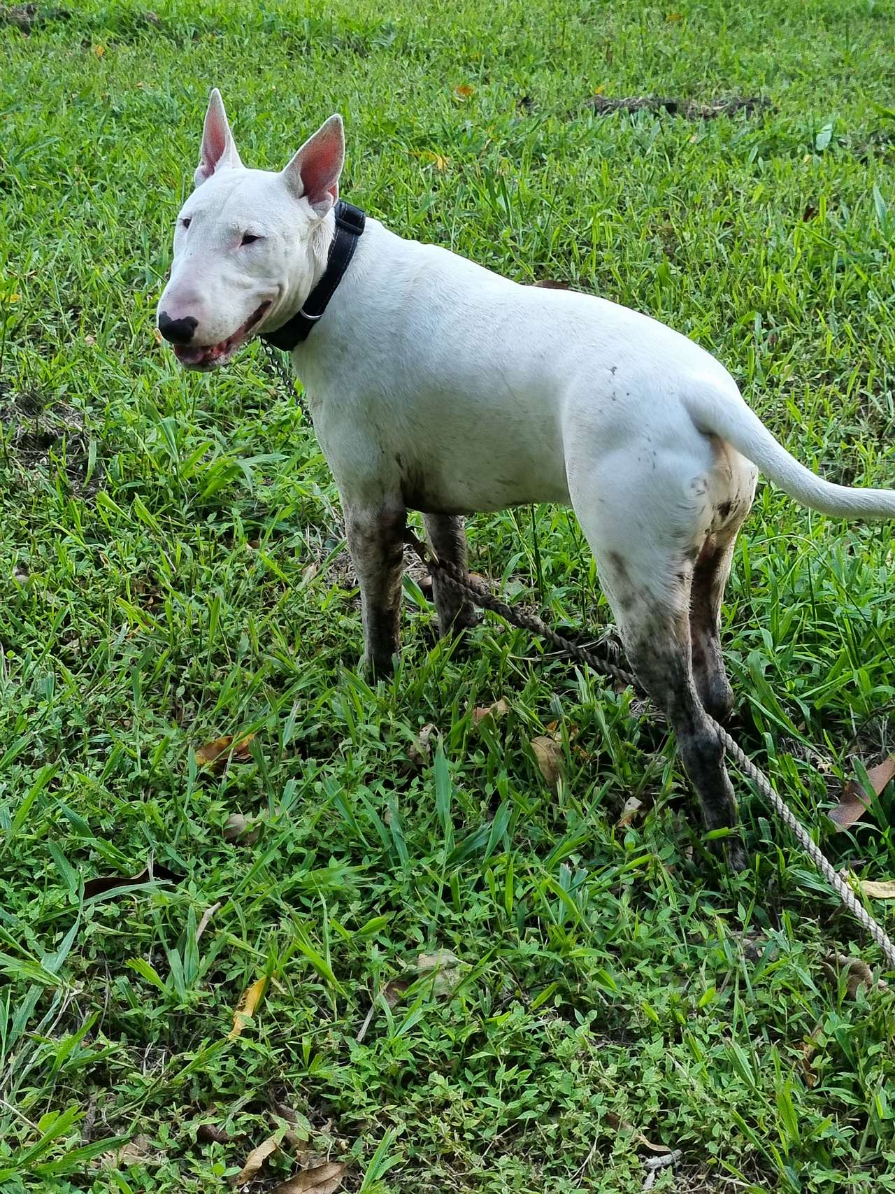 Pet friendly, of course he found some mud!