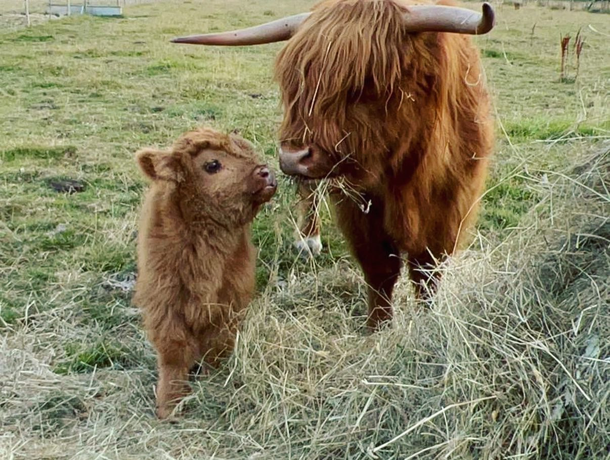 Cattlestone Farm Adult Only