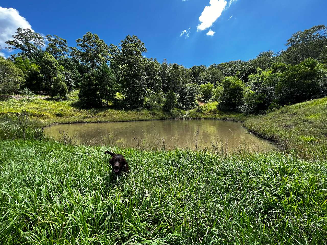Large dam for the dogs to swim in, this is Amity my 2 year old lab. 