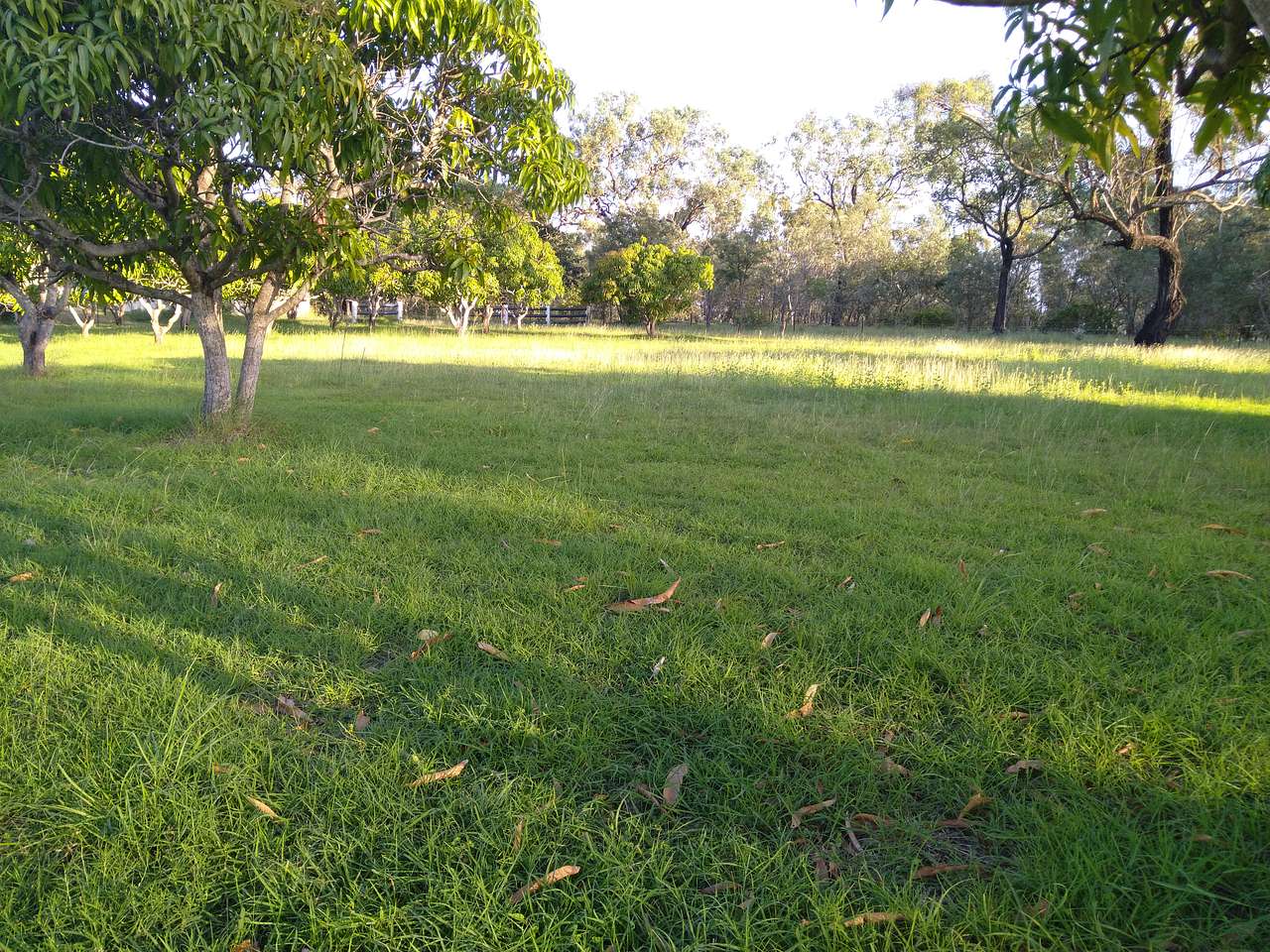 The Mango ranch