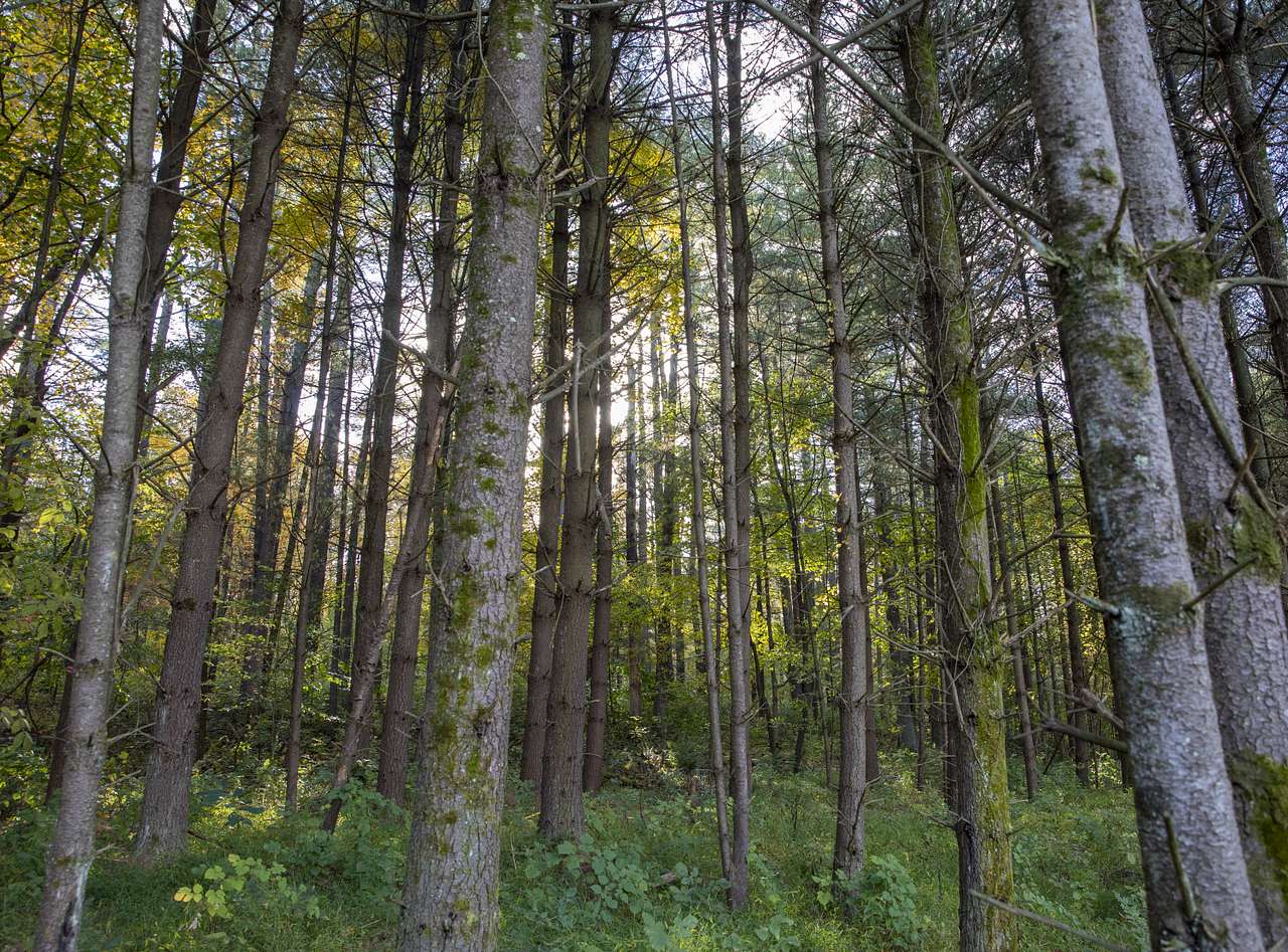 Quiet Pines