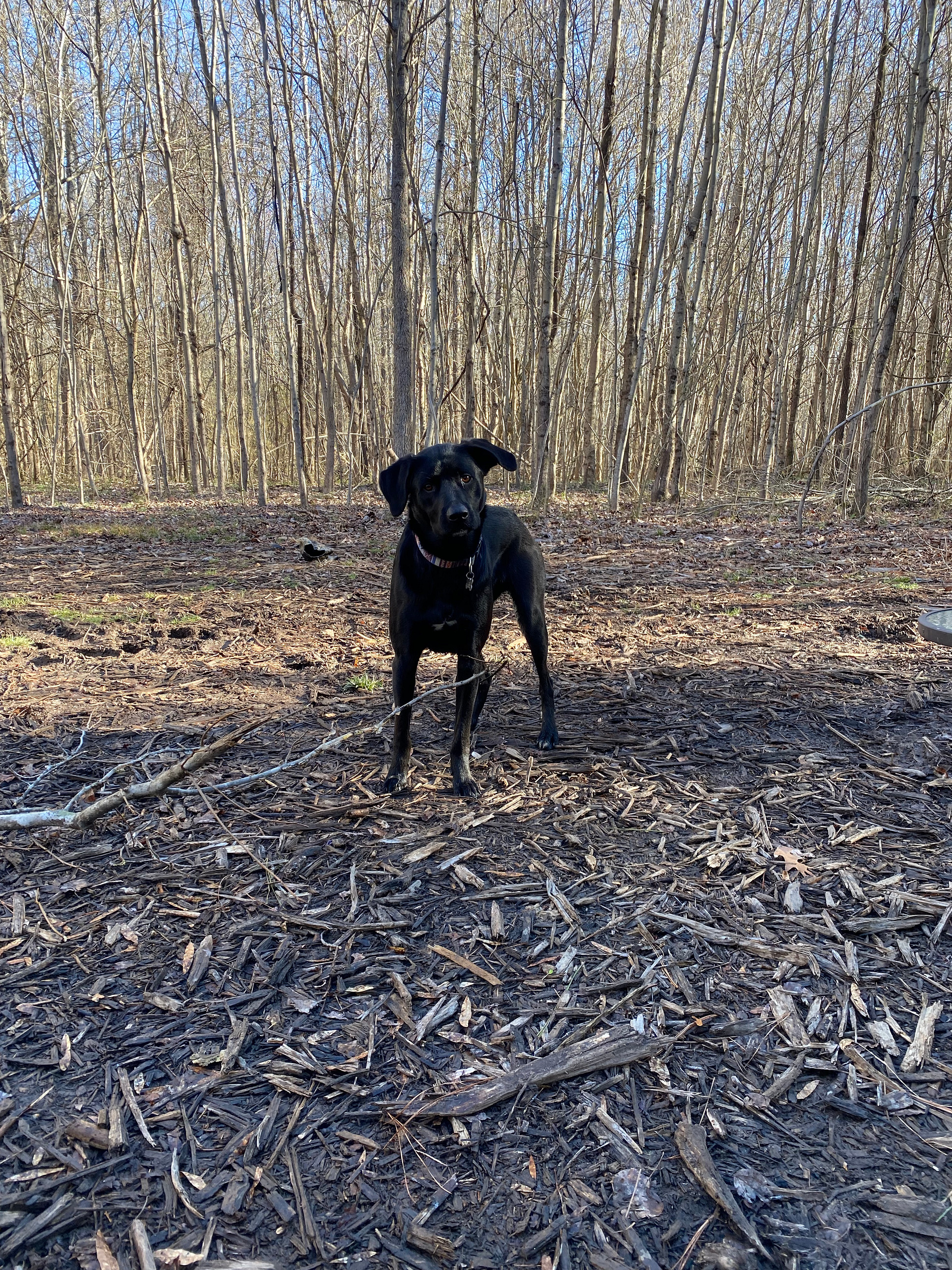 Quail Run at Pate's Creek
