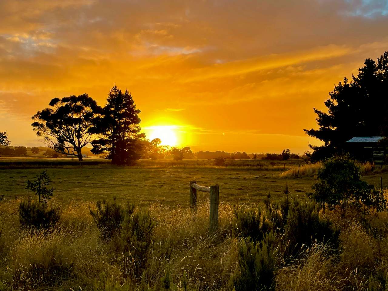 Pine Trees Farm - Waterloo