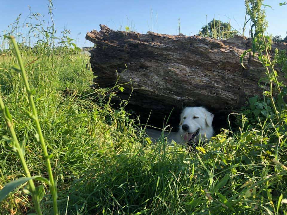 Pets are more than welcome. Casey Jones, the camp ambassador, is 130 pounds of fluff and 5 pounds of dirt. 