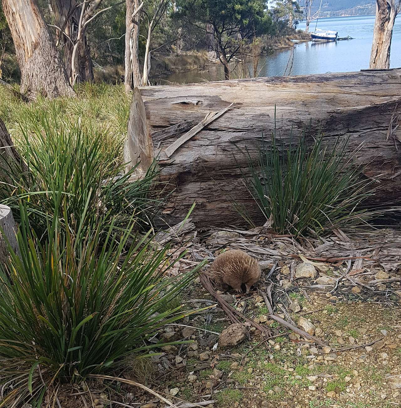 Heron Cove, Bruny Island