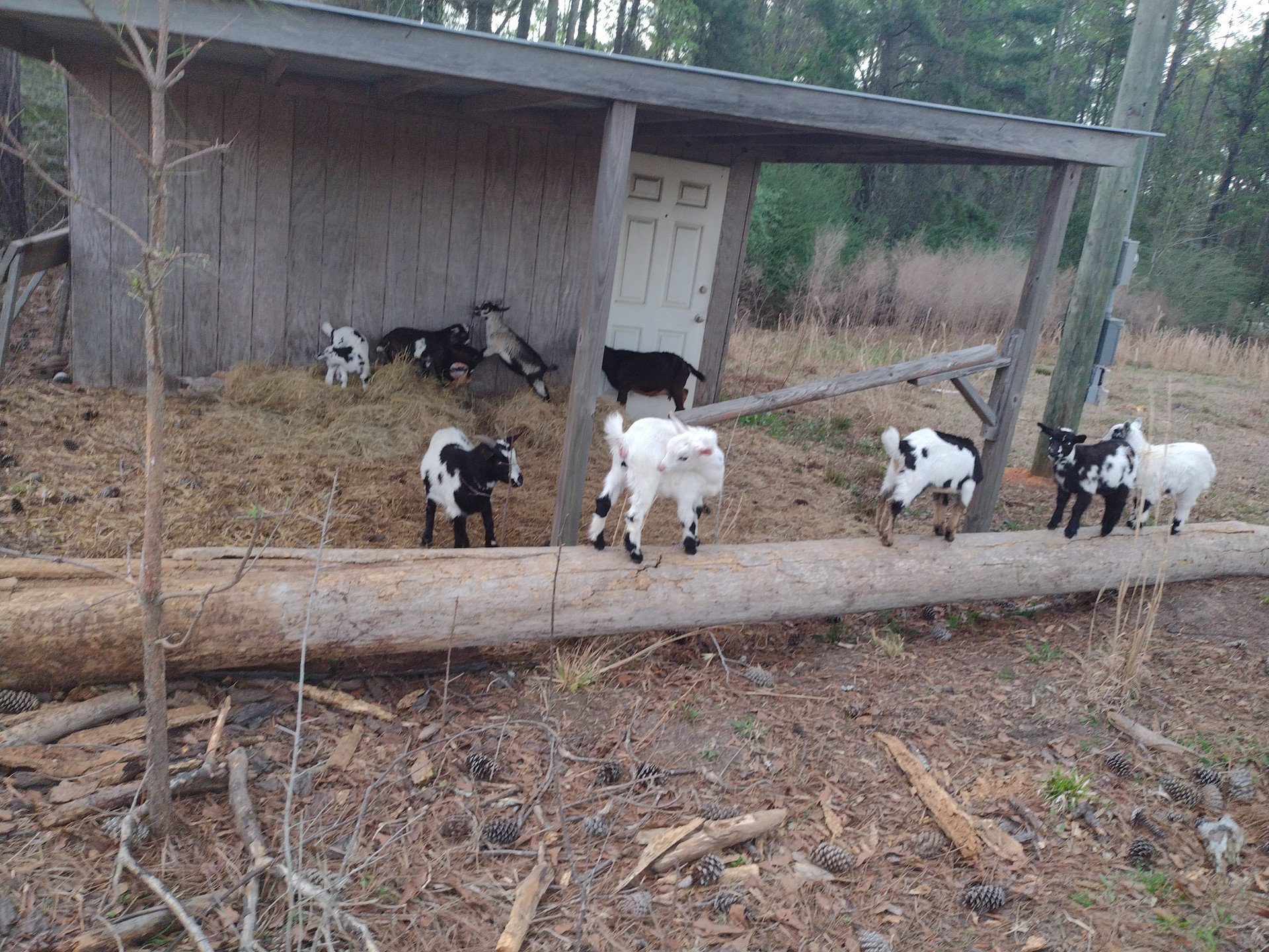 a sampling of our homestead critters