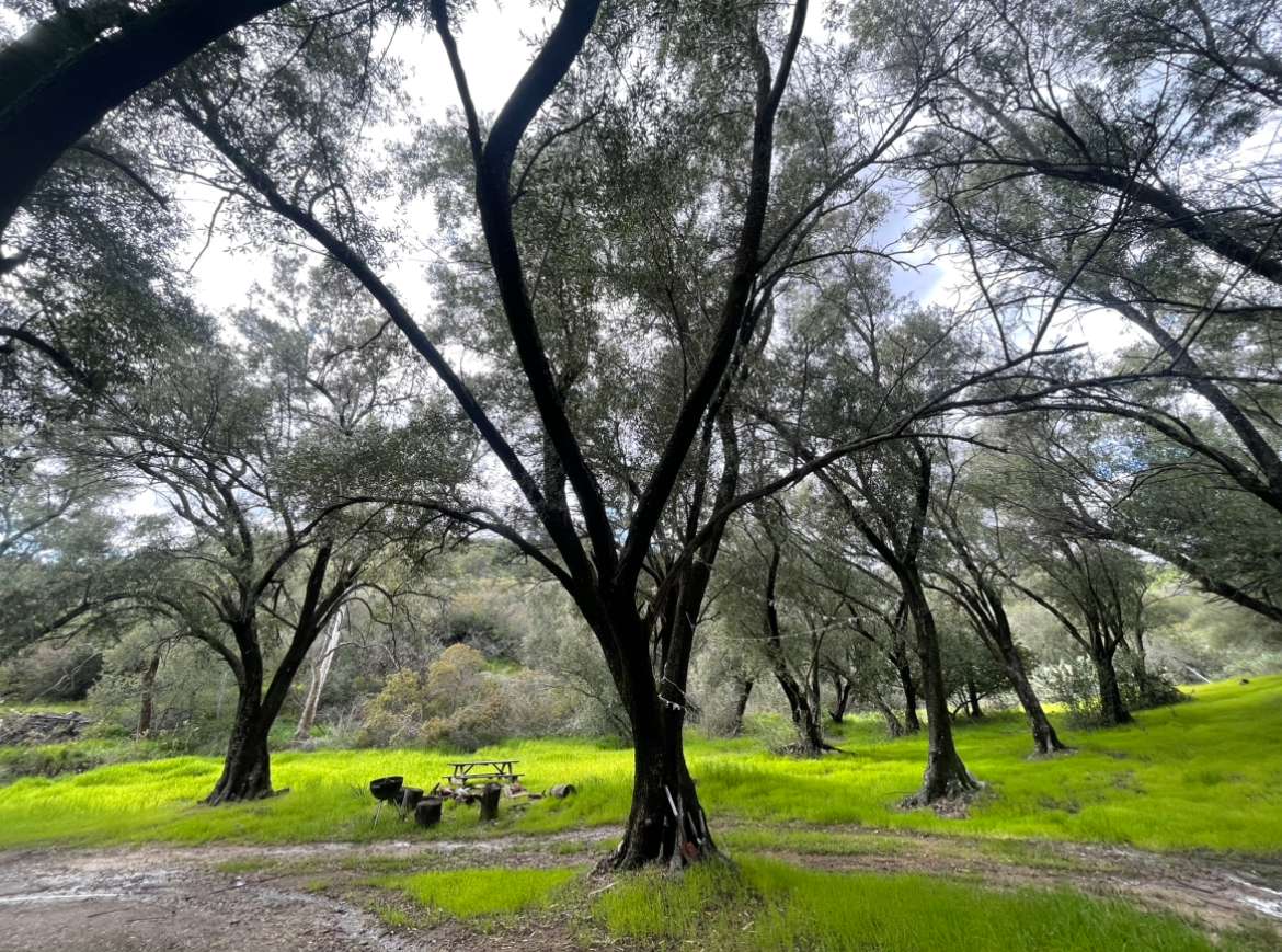 Olive grove 