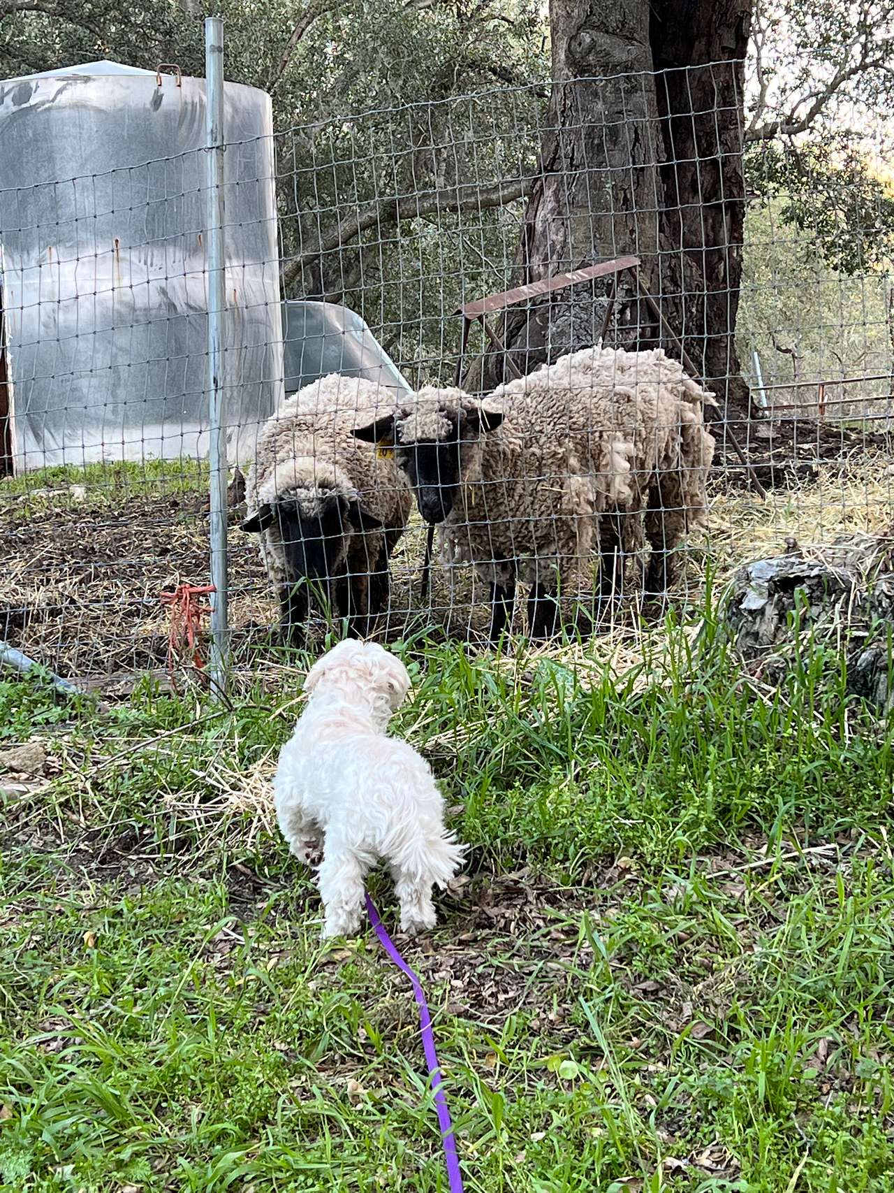 The sheep were very interested in my dog. Super cute. 
