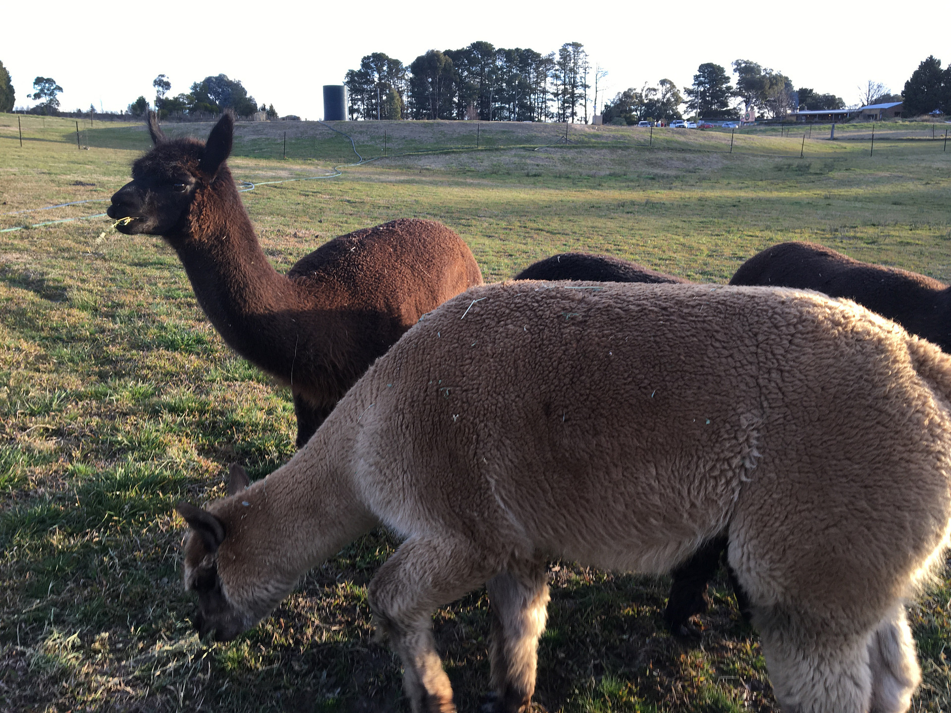 Plain paddock