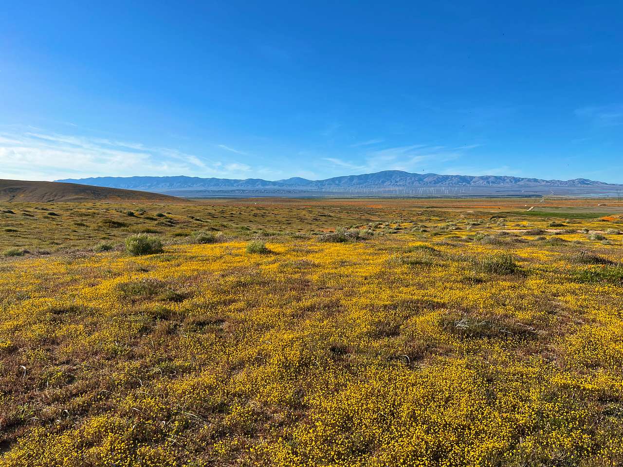California Poppy & Wildflower Field