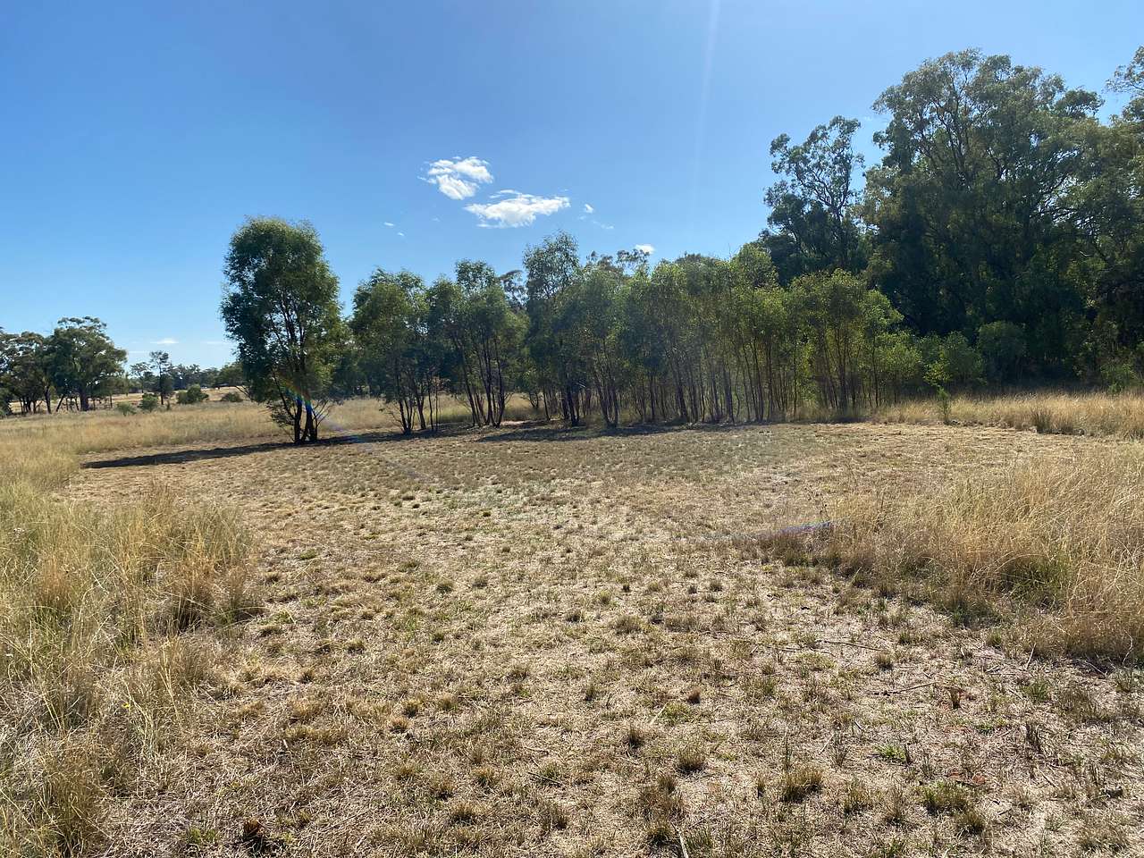 Site 1 - Fire Pit and lots of small gum trees. Favourite spot for Kangaroos.