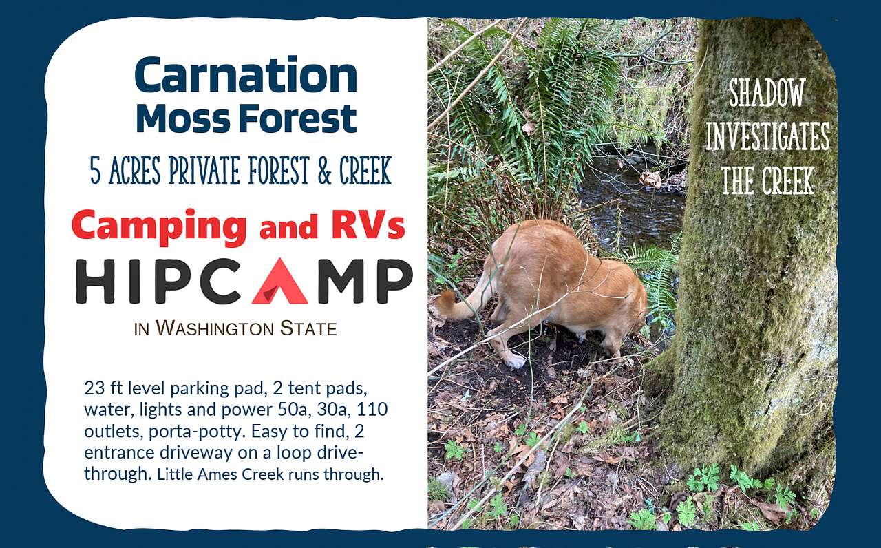 Carnation Moss Forest