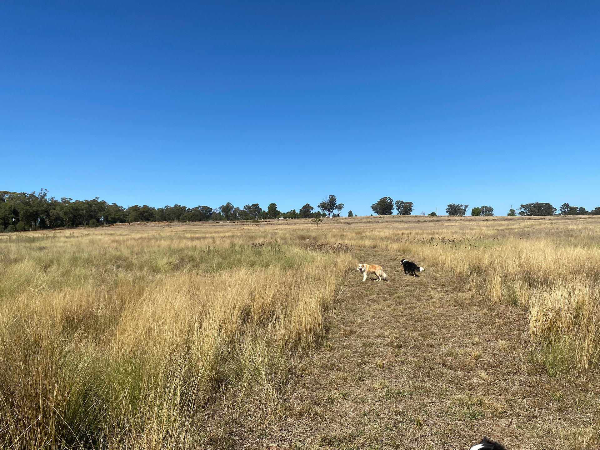 KANGAROO CREEK CAMP DUBBO