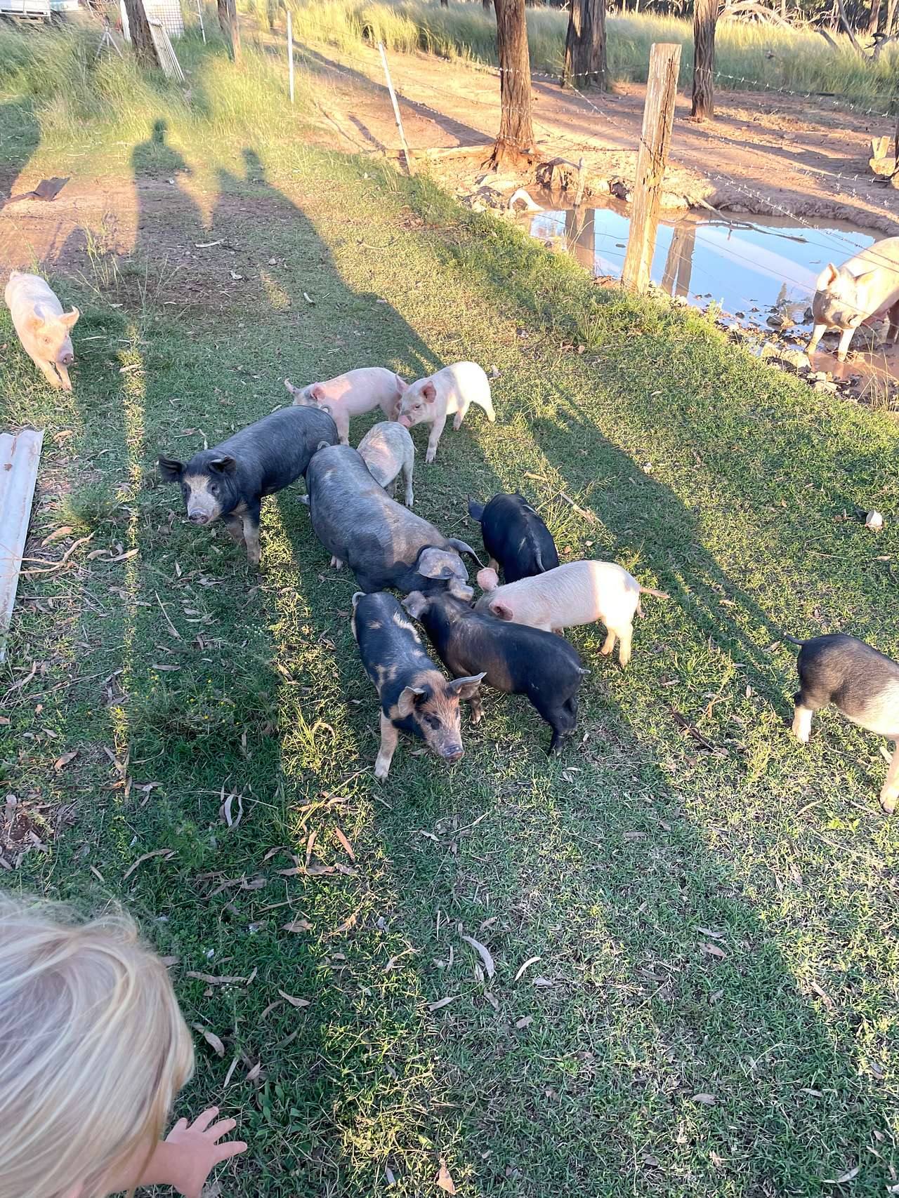 Callemondah Farm/Bush Stay