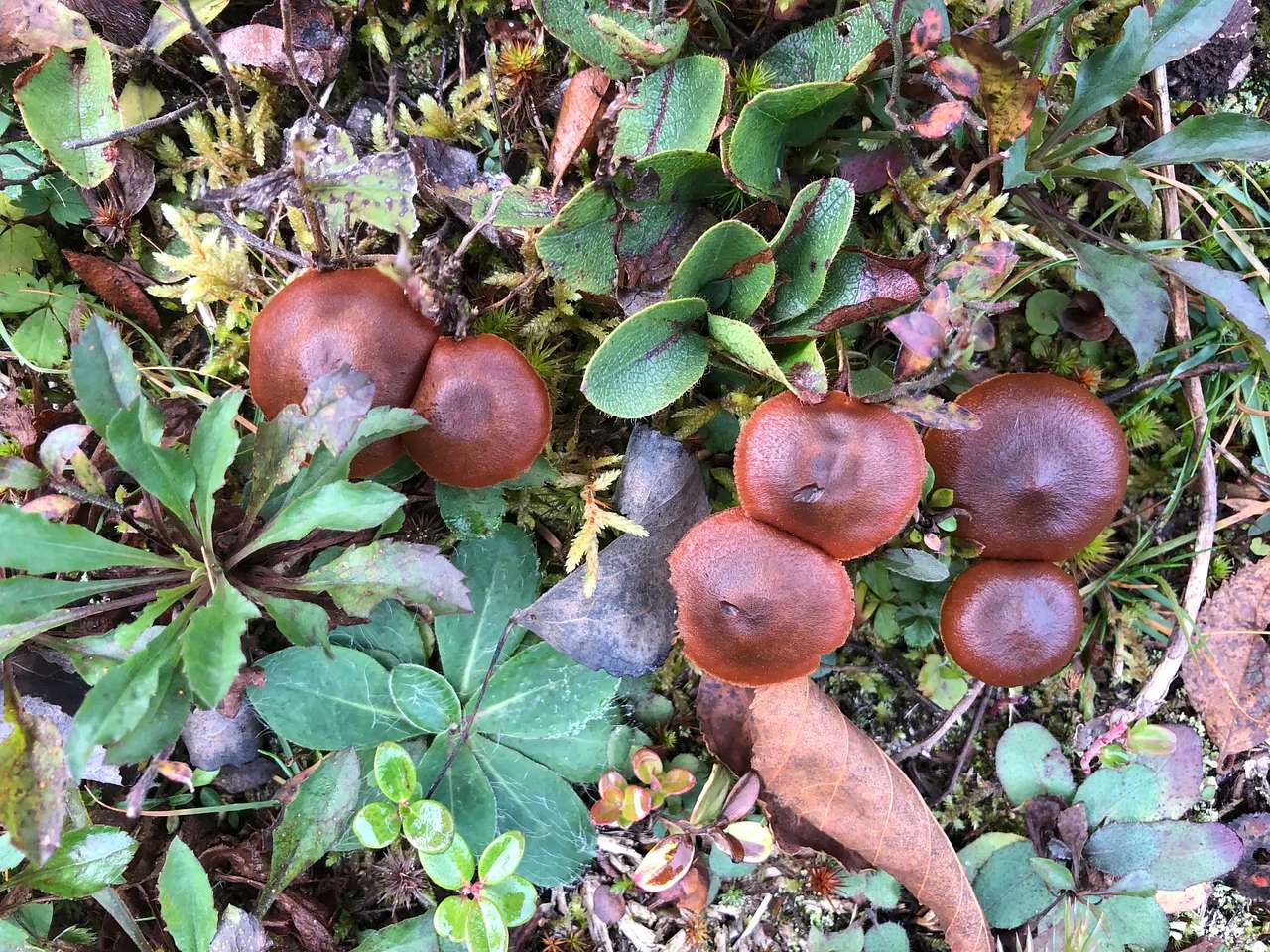 Local flora