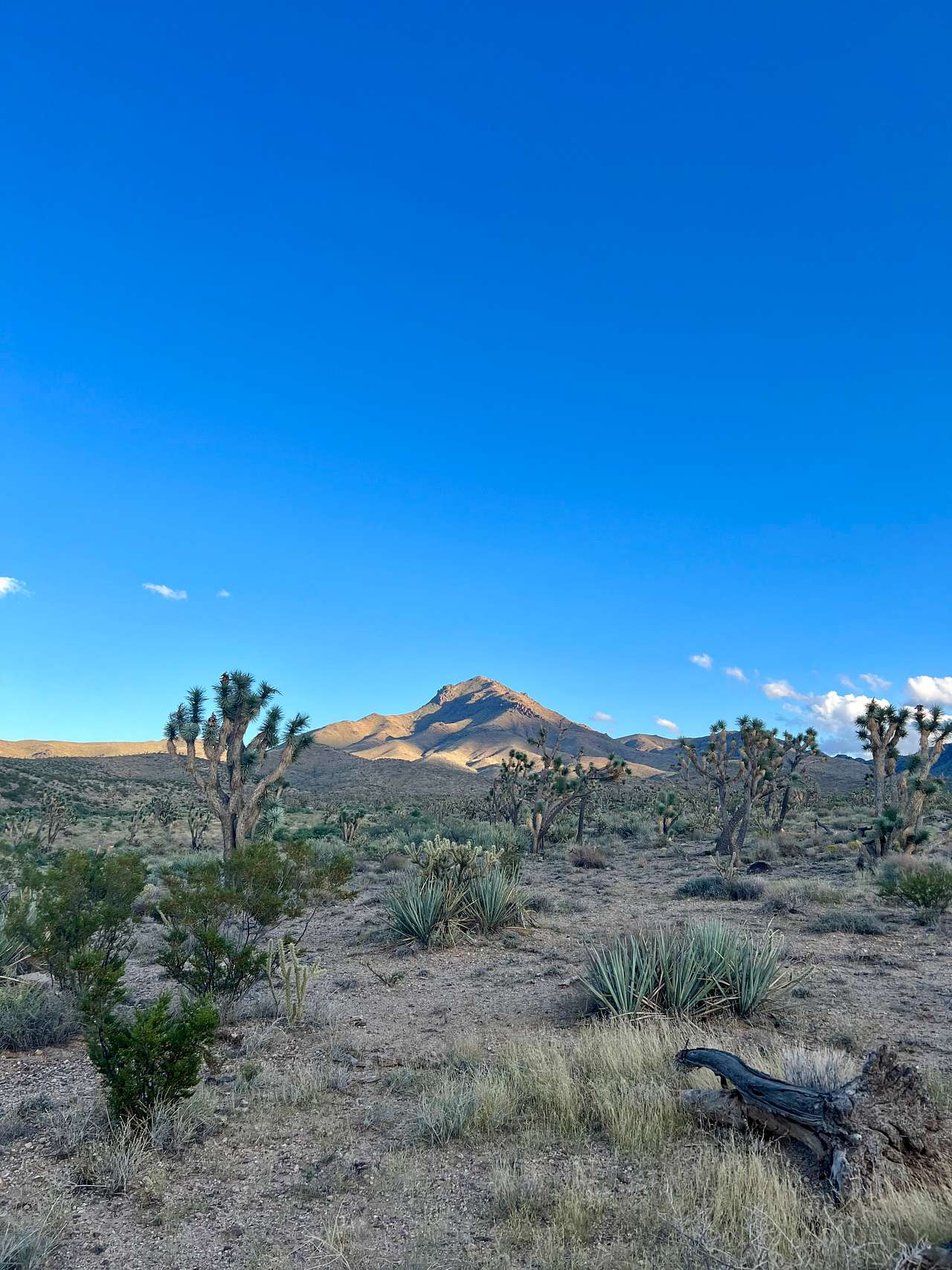 Joshua Tree Overlook