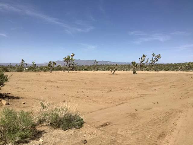 Joshua Tree Overlook