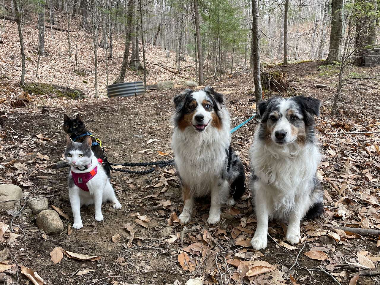 Moose Mountain Getaway