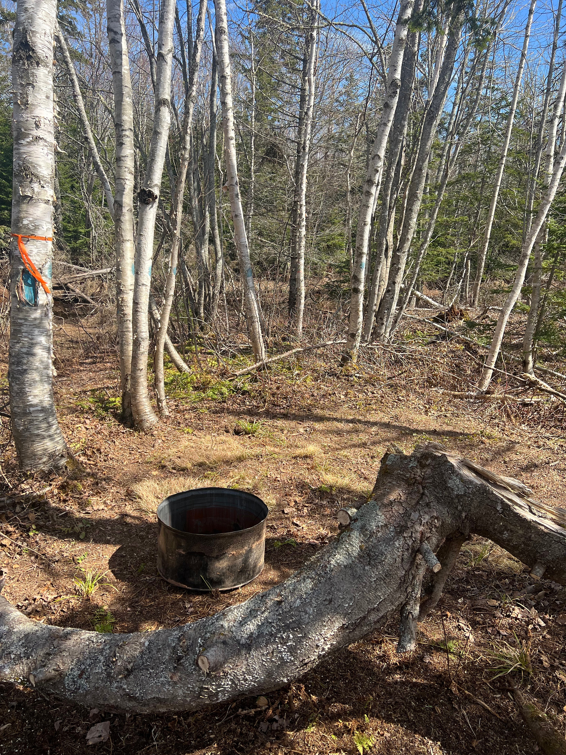 Acadian Coastal Camping & Dog Park