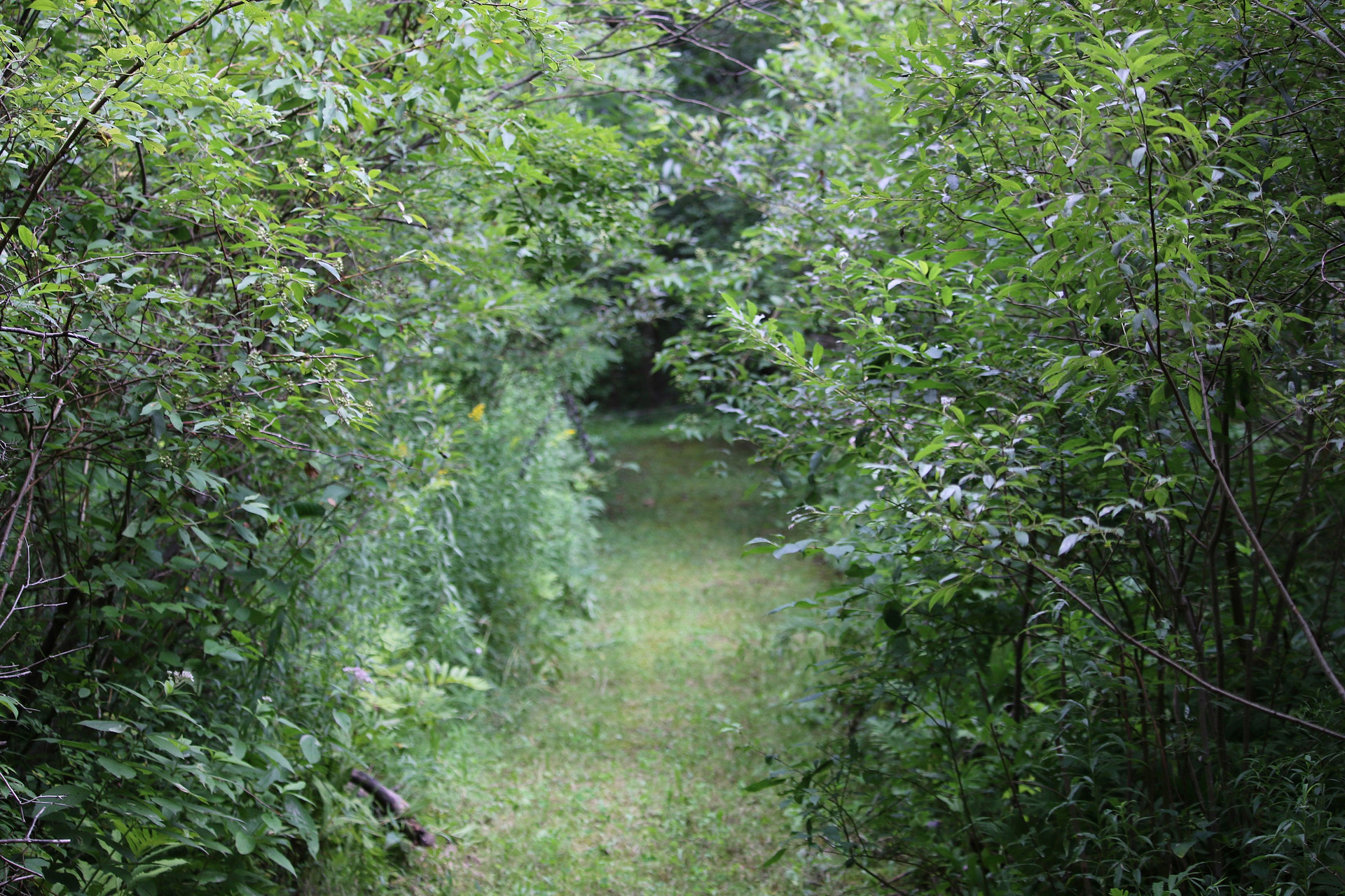 Camp Hart Cottage and Campsite