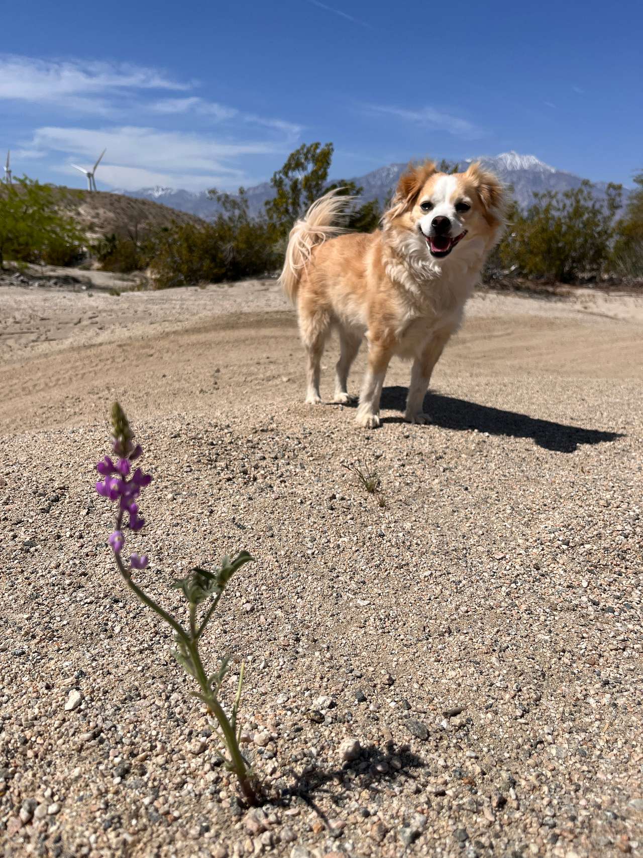 DragonflyHill Desert Farm
