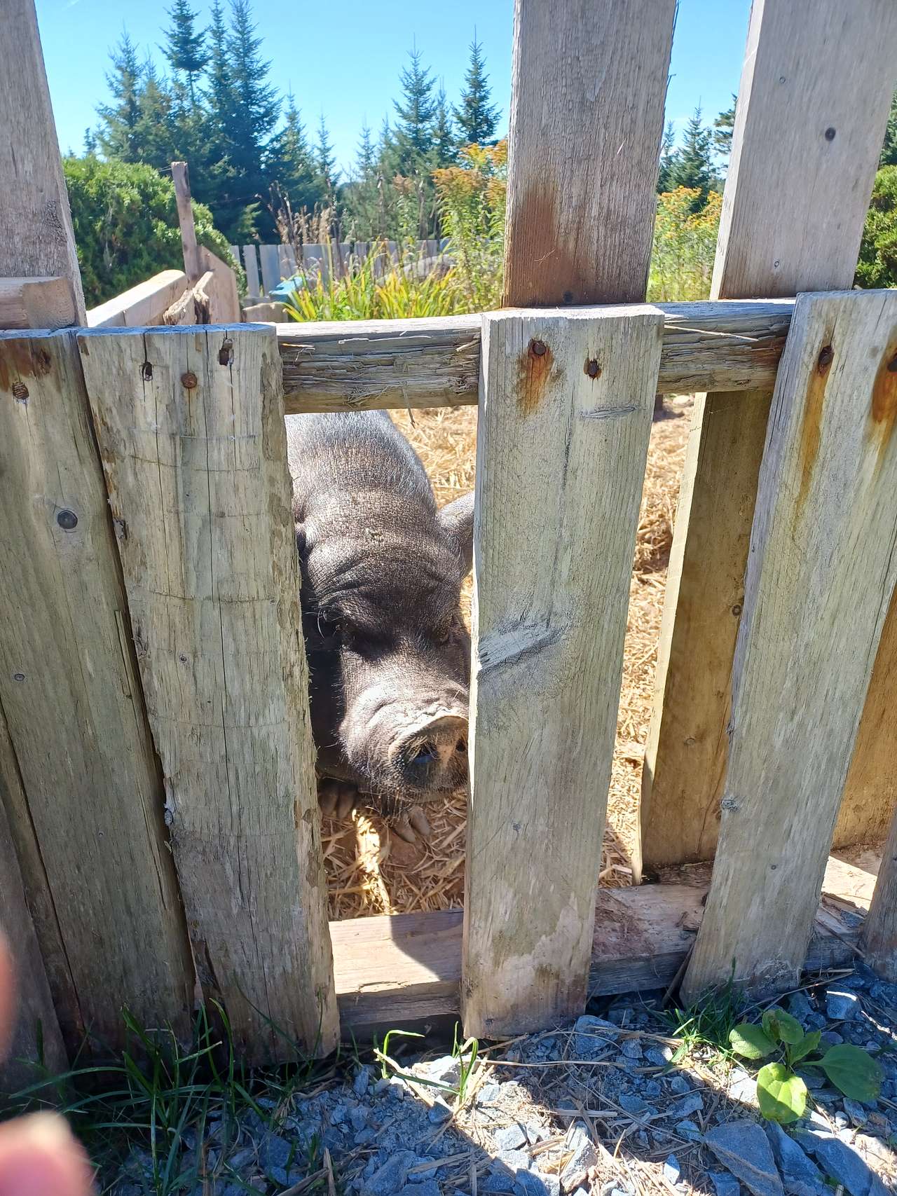 Tess the friendly pot belly pig wanting out of her pen