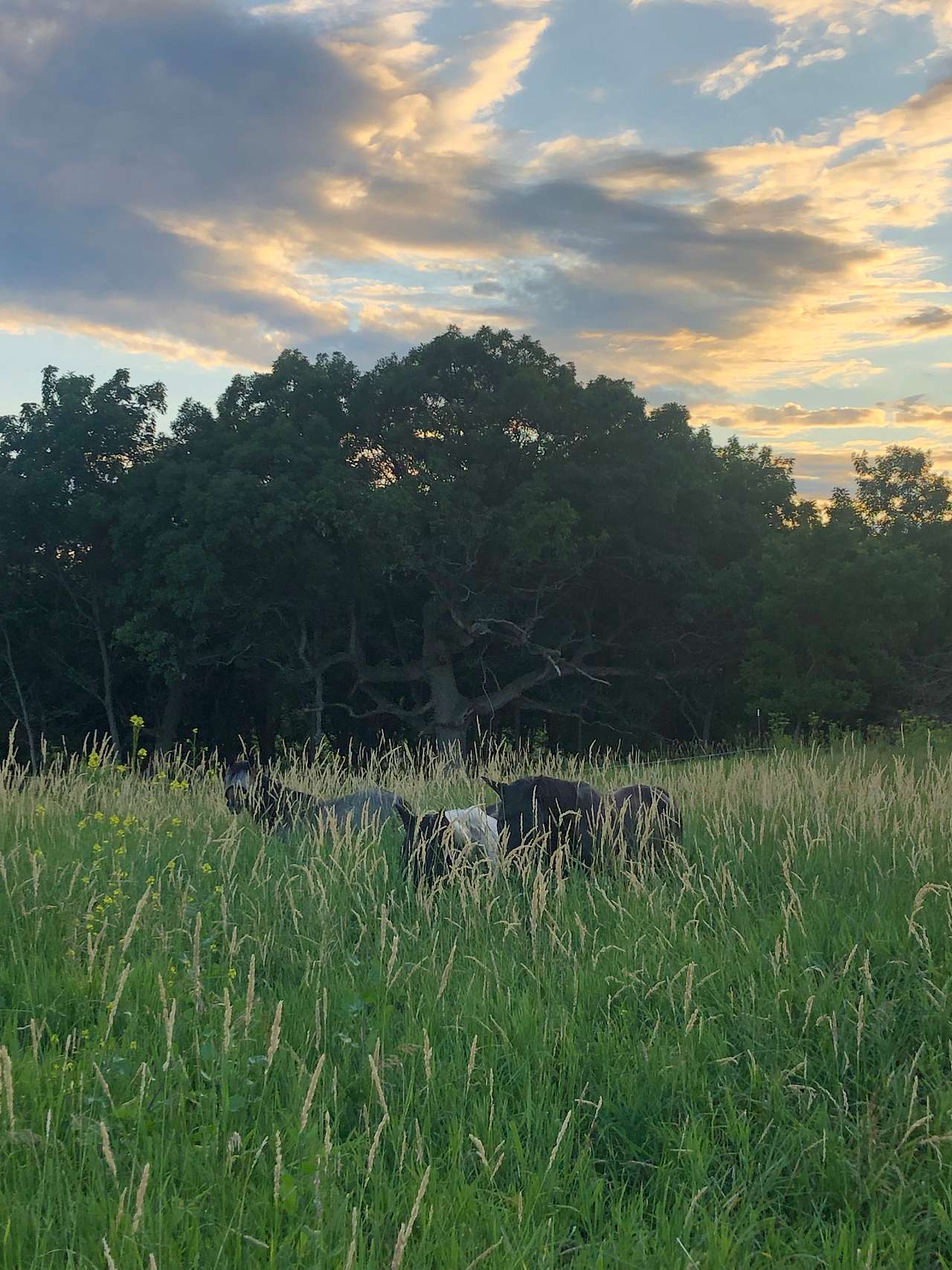 Bear Bottom Ranch
