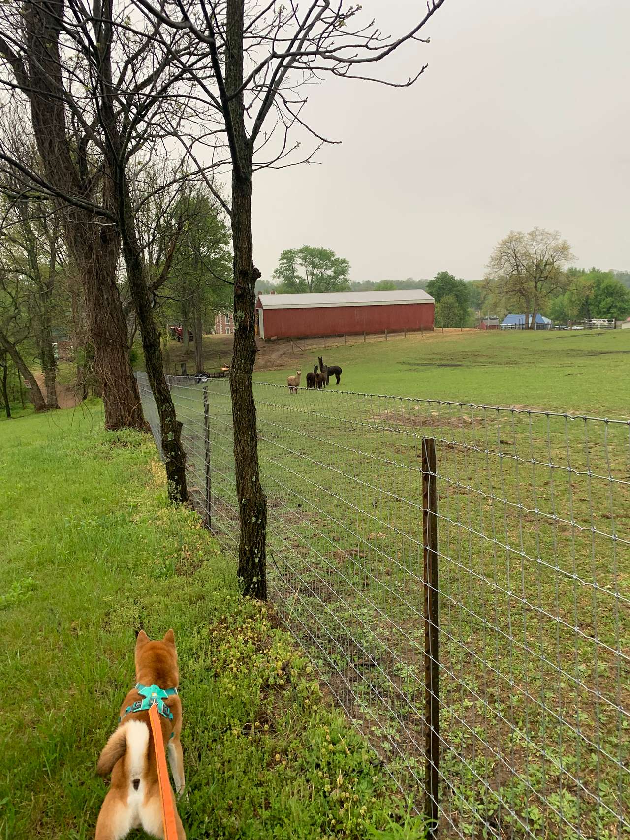 Our pup loved the animals! 🦙🐴🐕