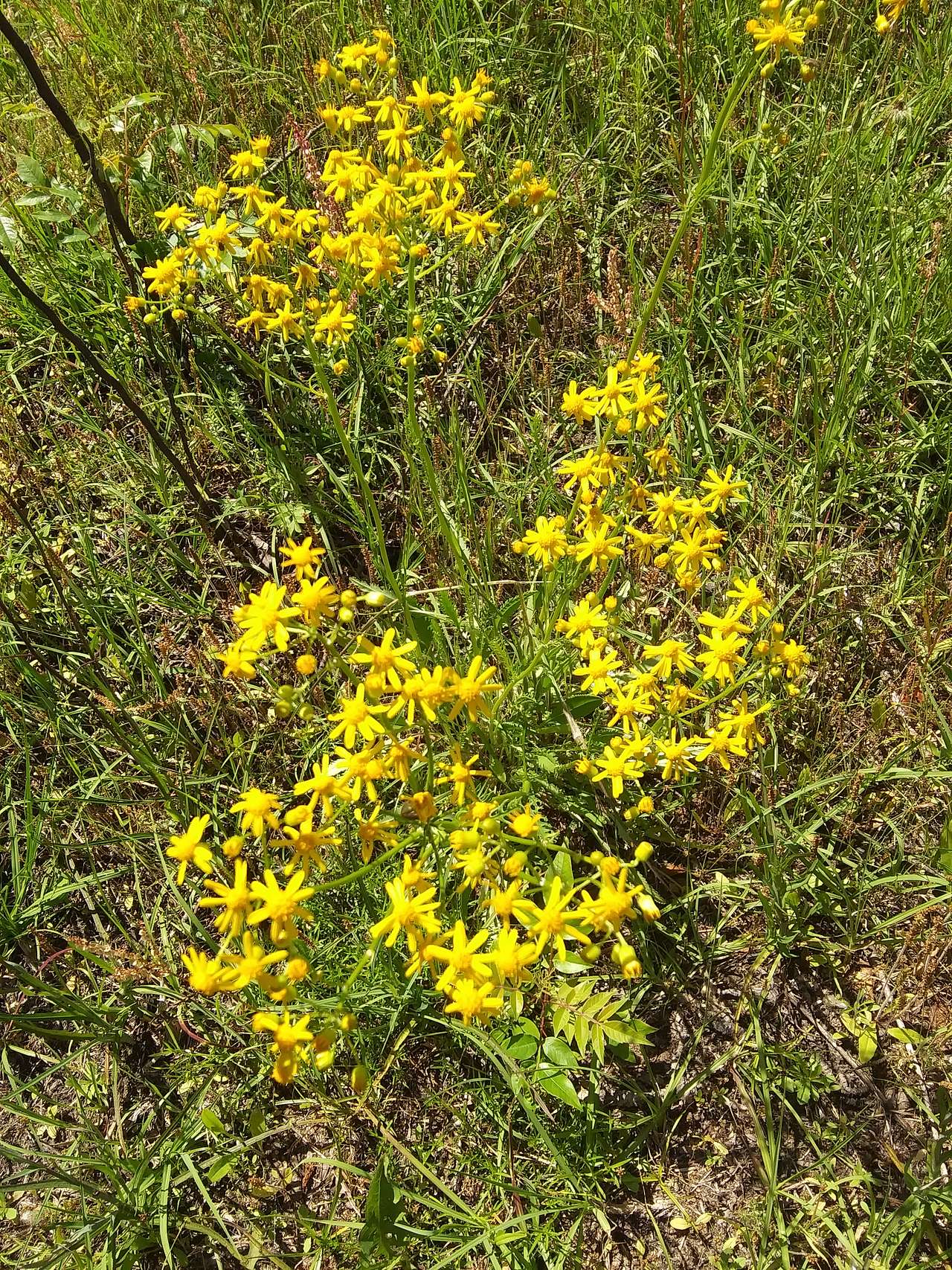 Murchison Farm's Primitive Camping