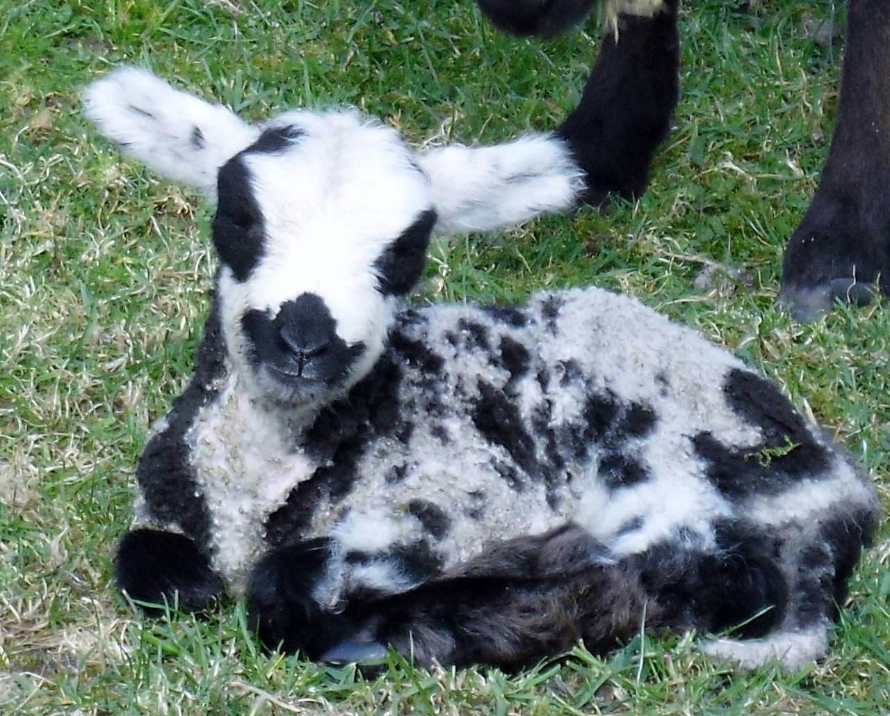 Arapawa sheep