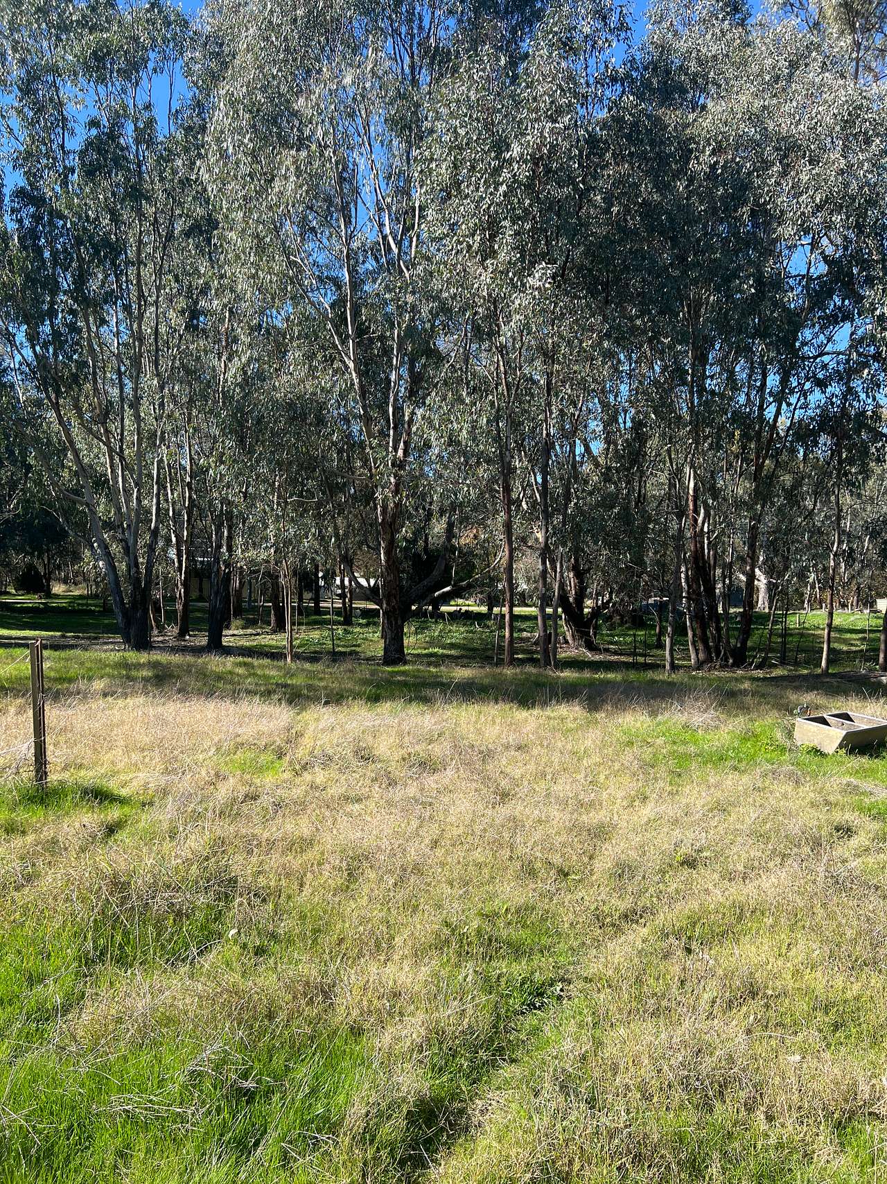 River Gum Paddock