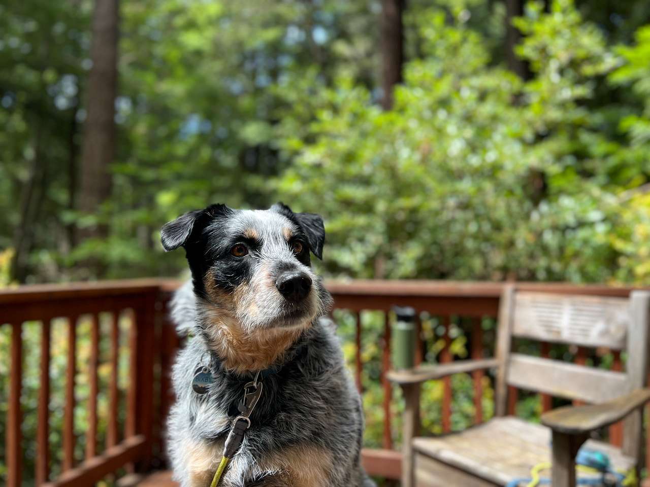 A dog-friendly cabin in the redwoods