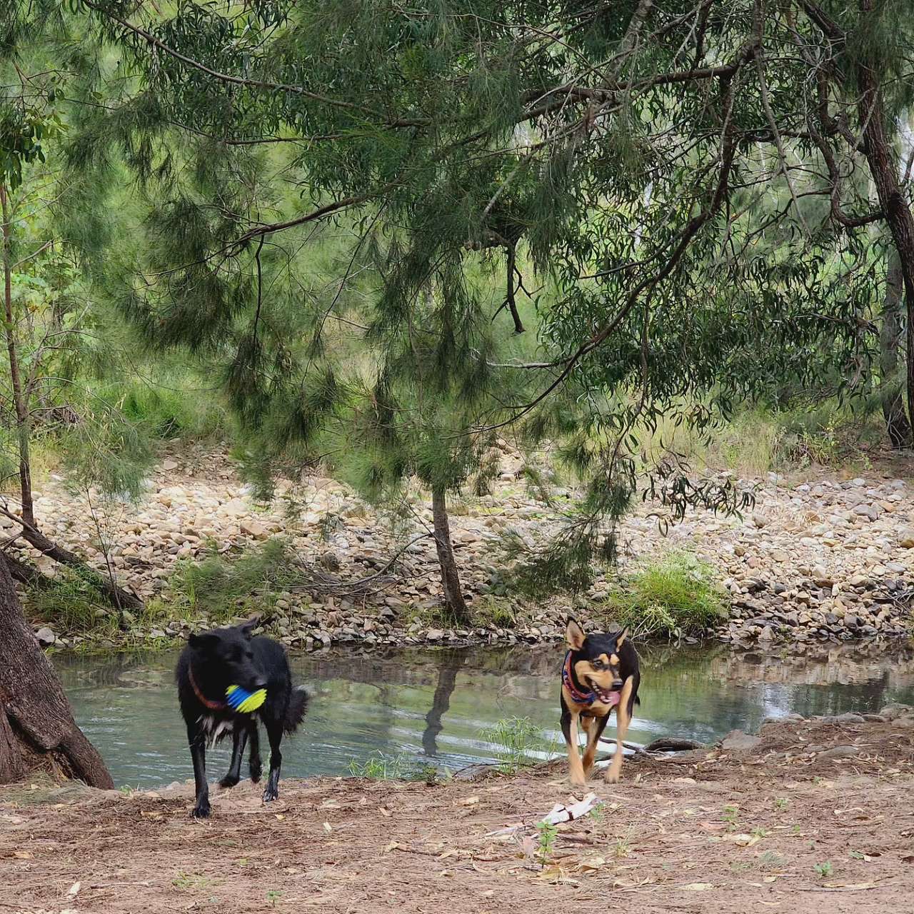 Oaky Creek Camp