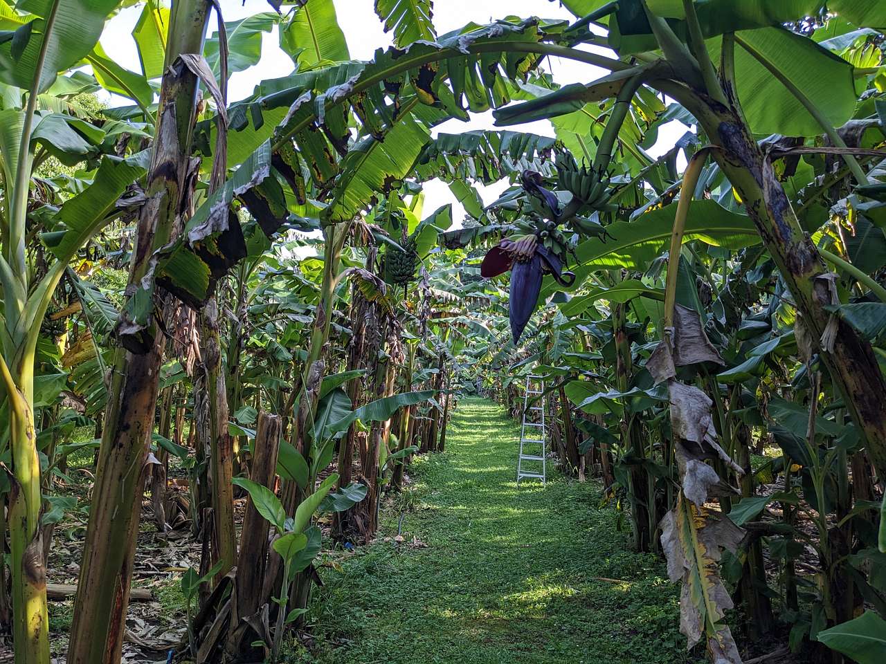 Banana herb garden