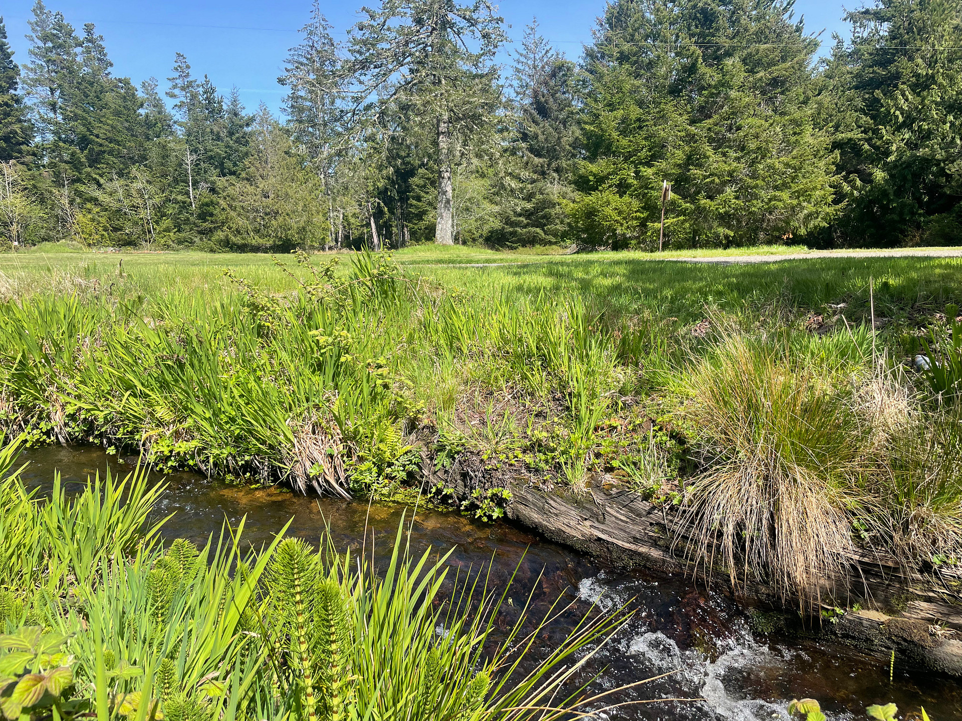 Timber Sands