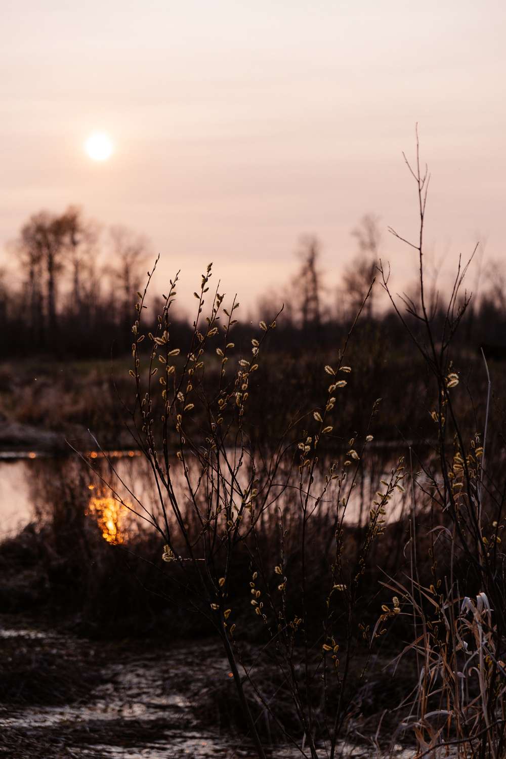 Golden hour at the pond