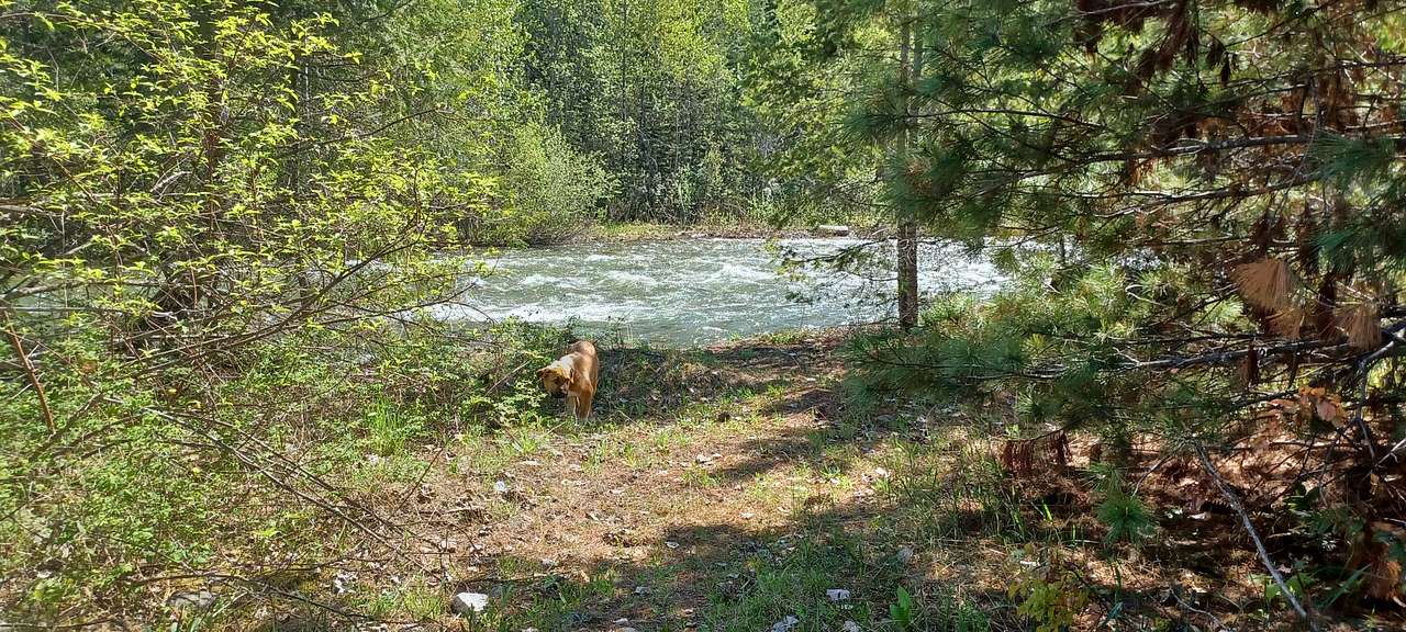 Flowing creek sounds to fall asleep to under starry skies