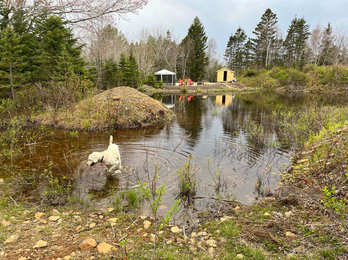 This photo looks towards The Landing from Talia’s Grove. The sunset drops behind the bunkie and brook trout jump in the beaver pond. Ripley loves to go frogging whenever he can.