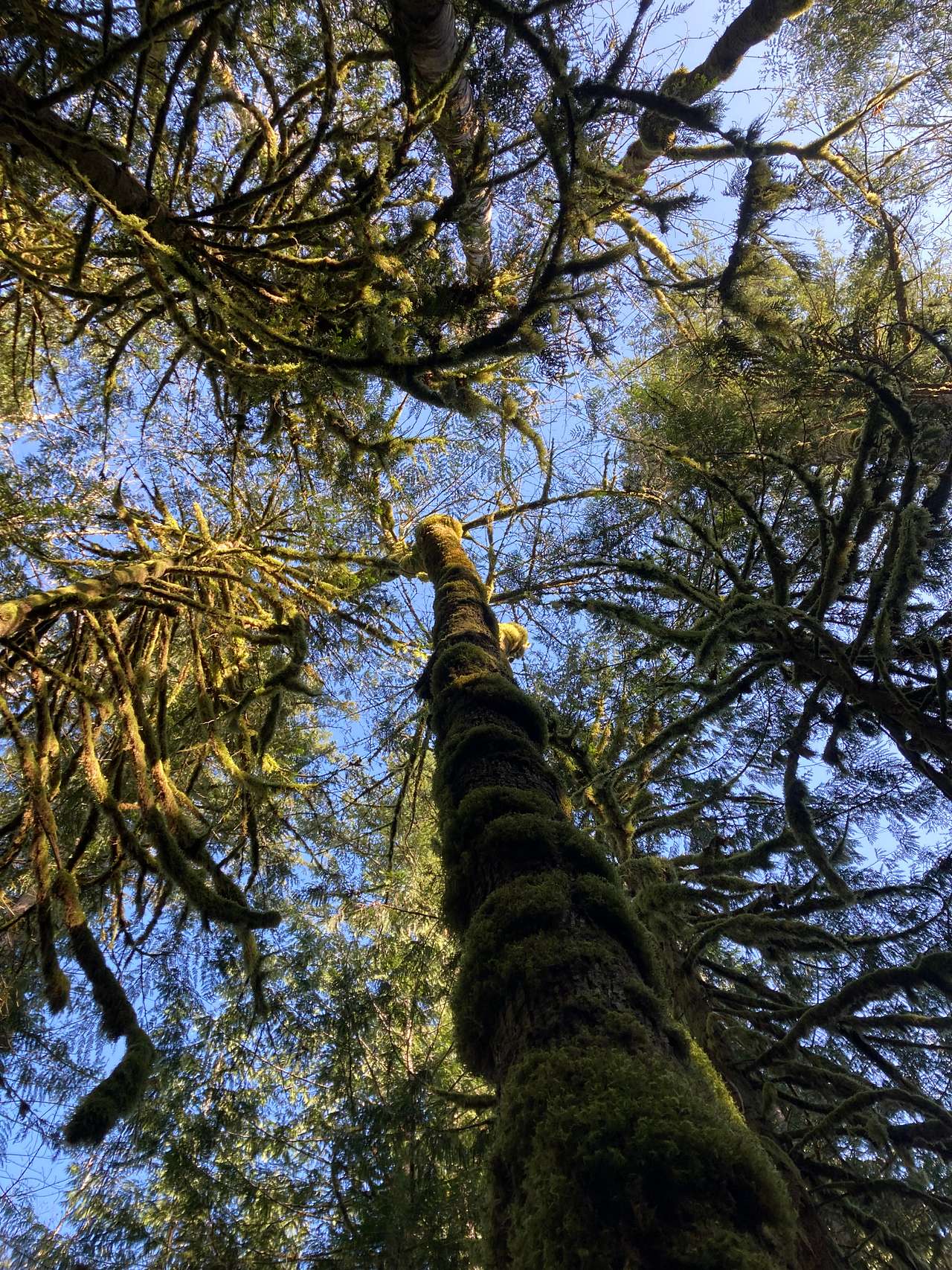 Carnation Moss Forest